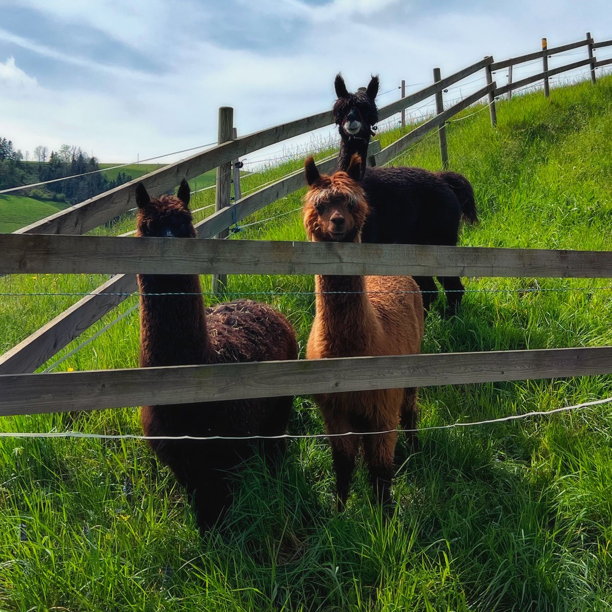 .
#2880 &ndash; Lama Talk

Curious yet unafraid,
The lamas drew near,
As they walked by.
&ldquo;What are they?&rdquo;
One lama asked.
&ldquo;Lost creatures,
From a different world,&rdquo;
The quiet one replied.
&ldquo;What are they looking for?&rdquo