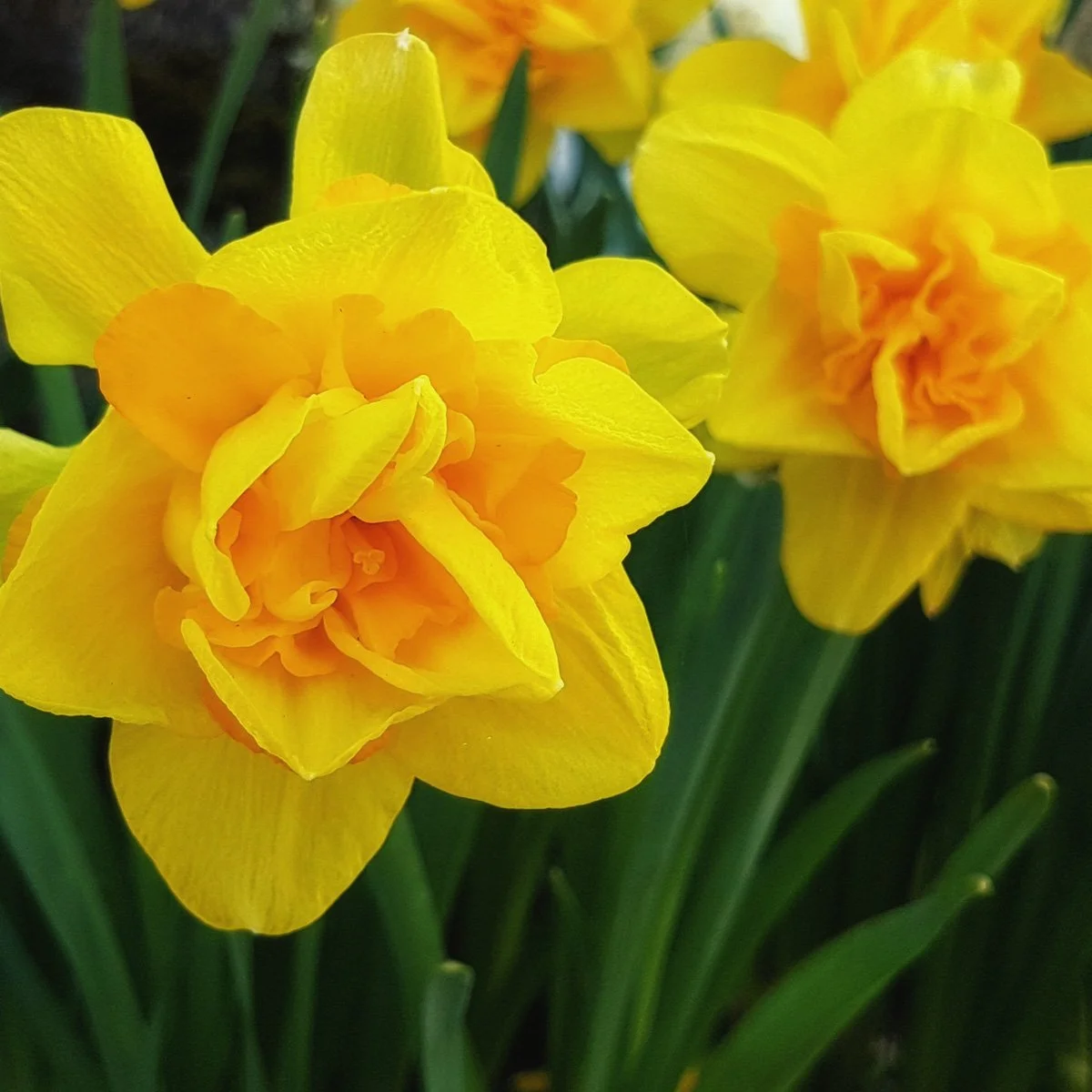 #3169 – Thankfulness