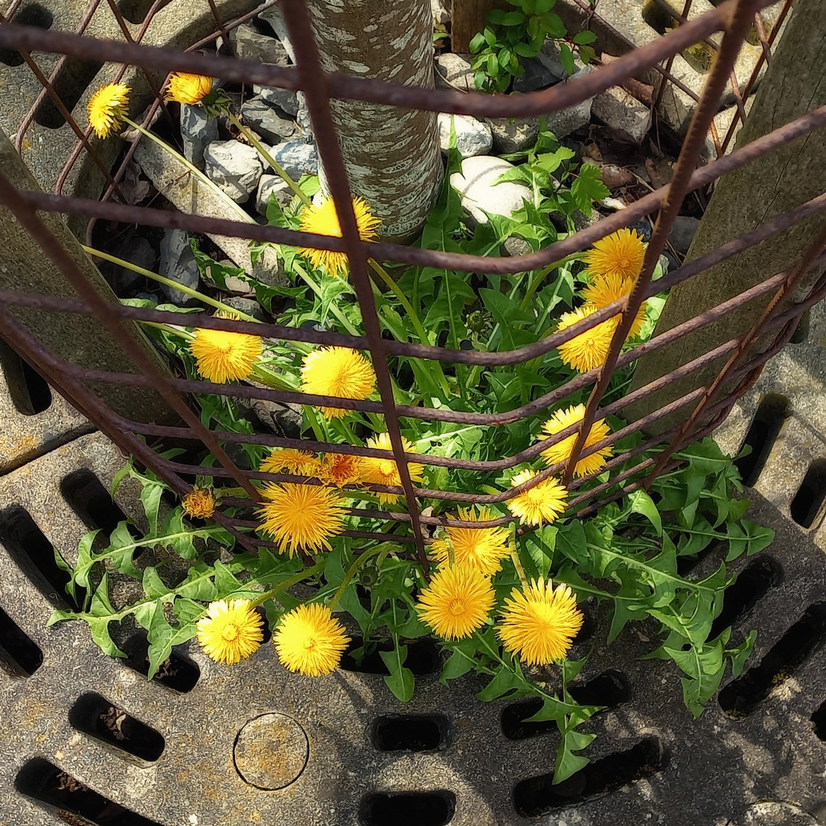 #3190 – Gratefulness