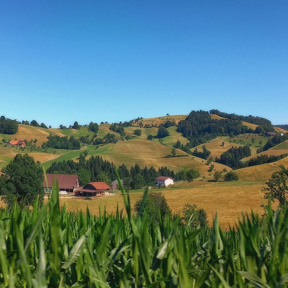 #3271 – Landscape