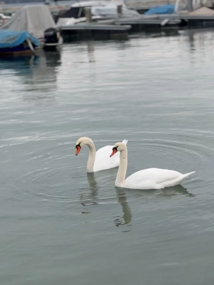 On this cold January day, I walked to the lake with Delphi and we watched the swans diving for food. Then I made something warm to drink and read the first novel of 2026&ndash;The Leftover Woman by Jean Kwok. Love the prologue, especially this line: 
