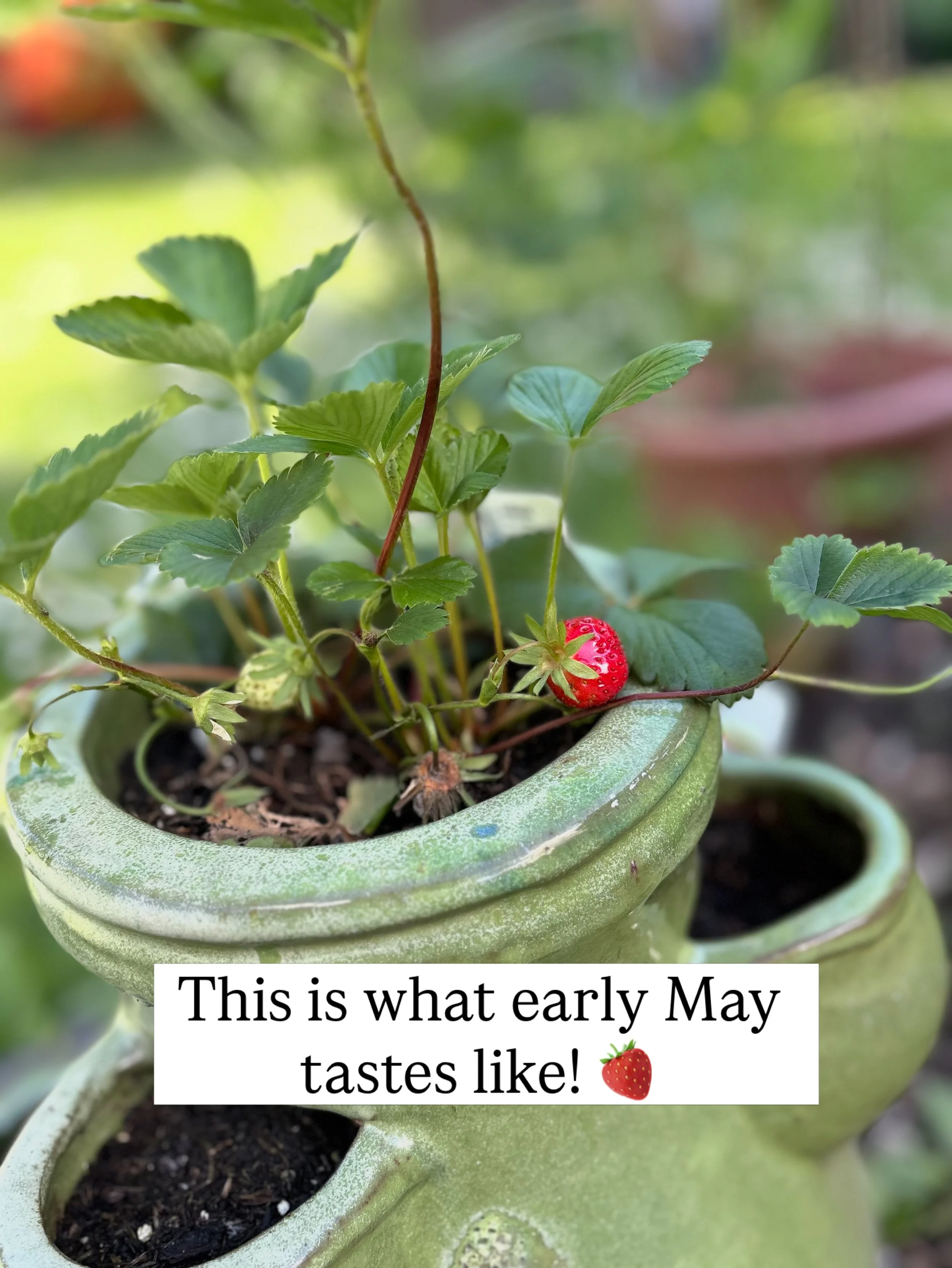 Ten days traveling in the U.S.&mdash;New York City, Florida, Boston. Came home to all of this. 🍓🐶🌹🌸 #maygardens #firststrawberries #palepurpleiris #peonyblooms #rhododendrons