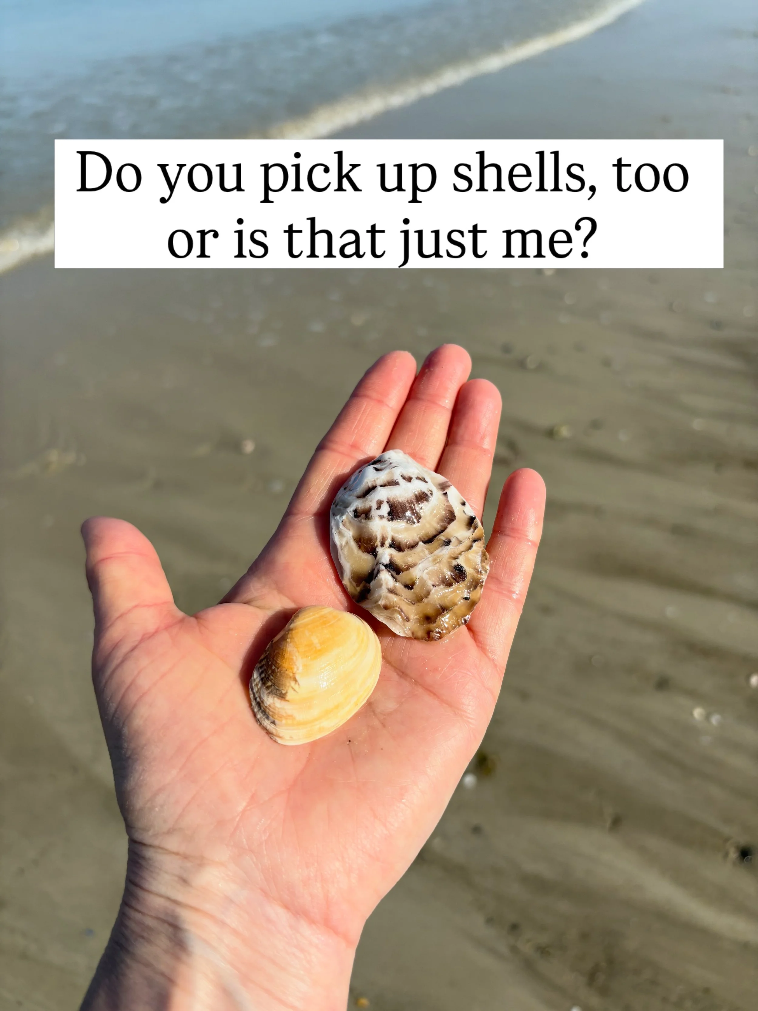 During an early morning walk on a beautiful beach in Normandy, I collected a few shells to bring home. Do you collect shells, too? #lowtide #beachmornimg #normandyfrance #tinythings #morningwalk☀️
