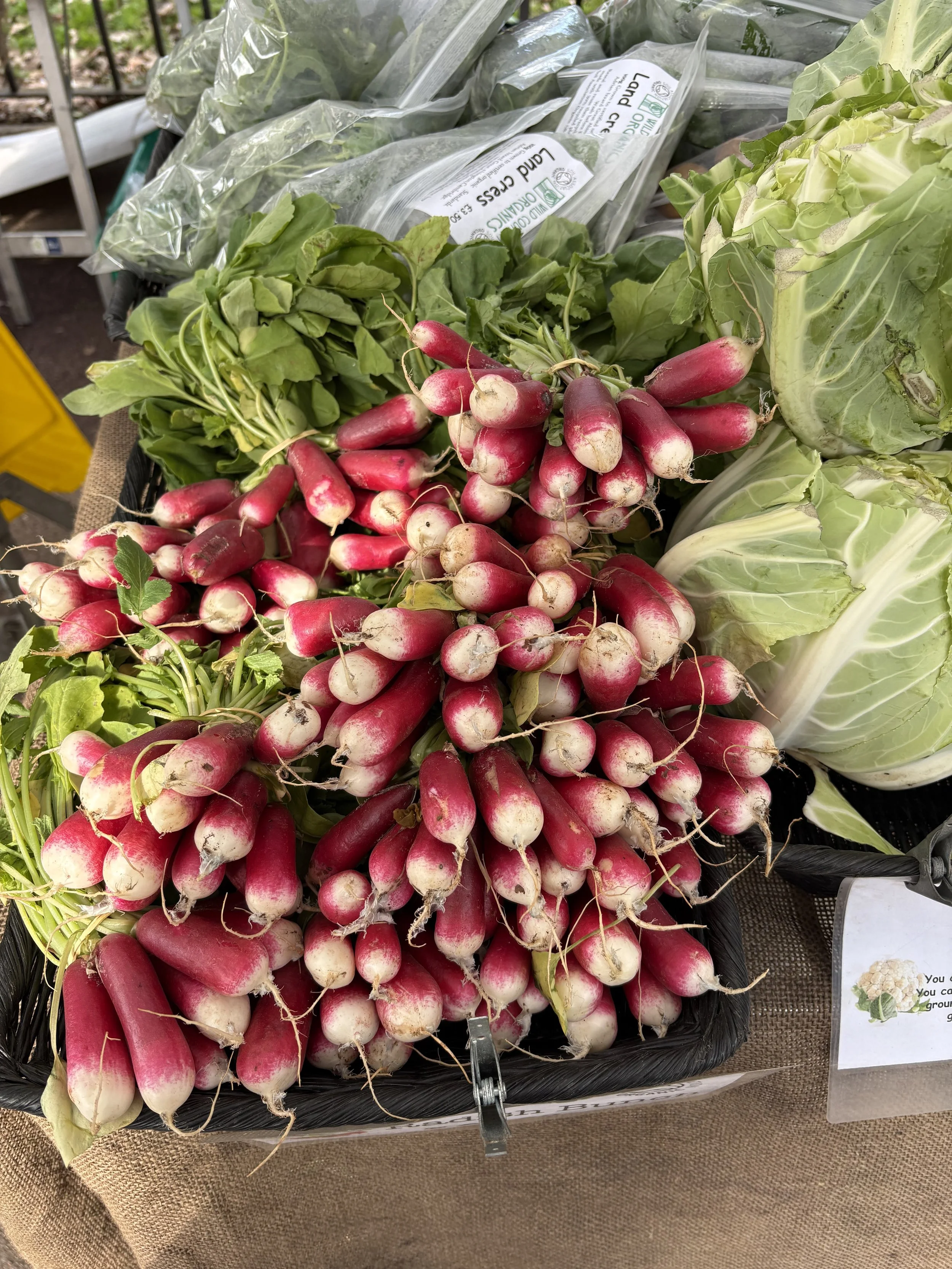 Fresh red and white radishes with green leaves in a black basket at a grocery store.