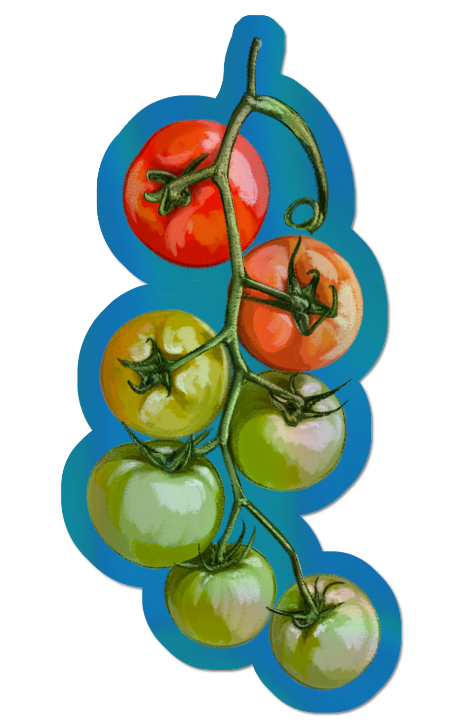 Tomato Vine - Sticker