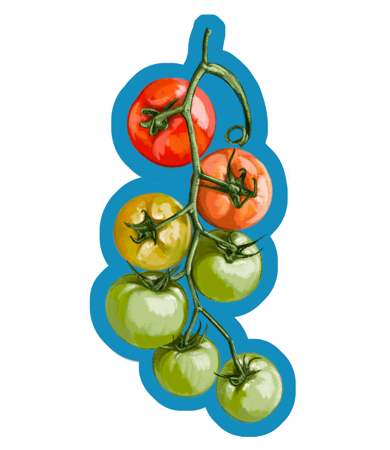 Vine Tomatoes - Glossy Sticker.png