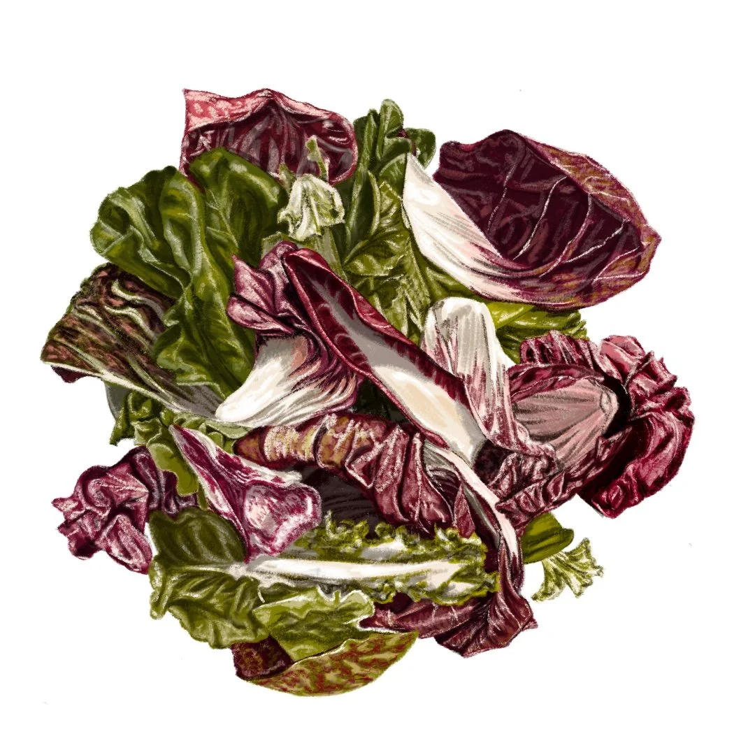 Illustration of mixed colourful lettuce salad leaves, including red and green varieties, arranged on a white background.