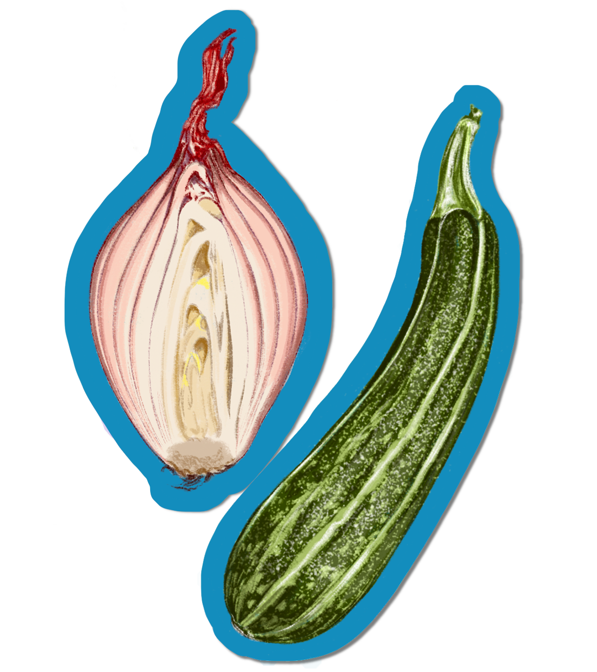 Shallot and courgette.png