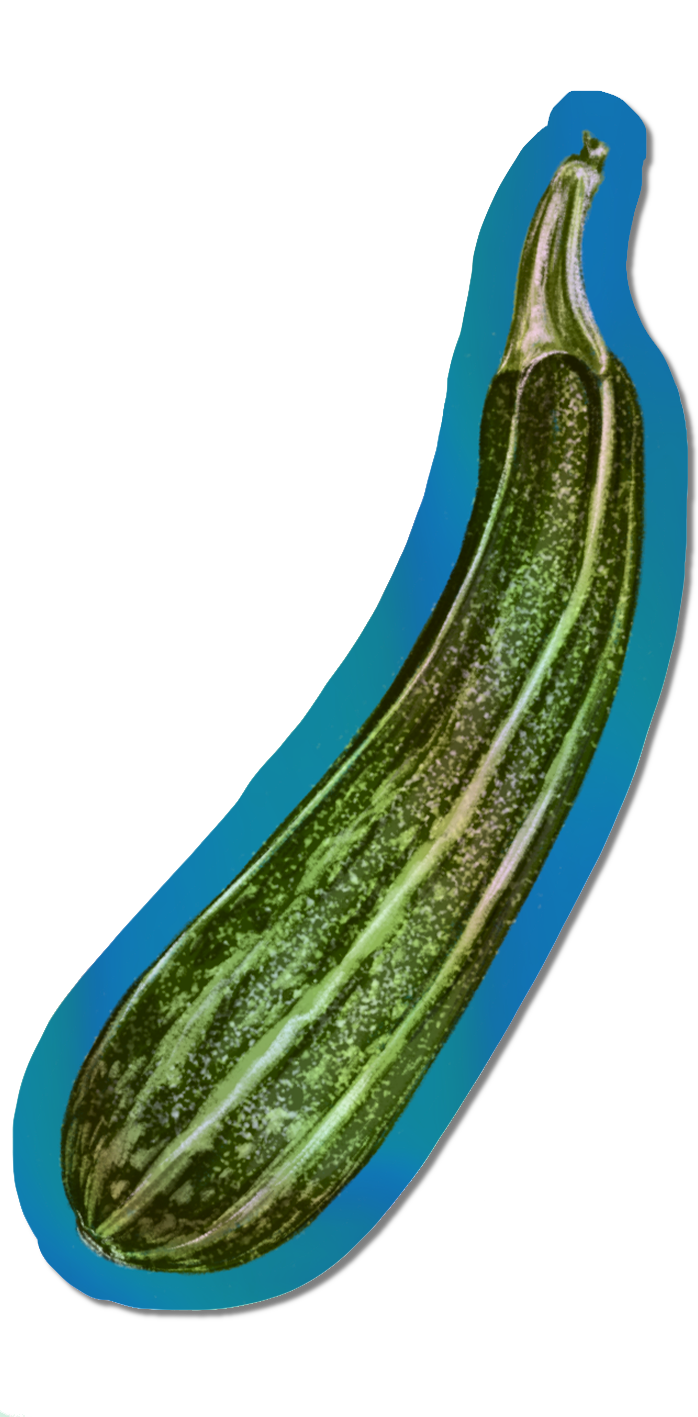 Illustrated Courgette Holographic die cut sticker.