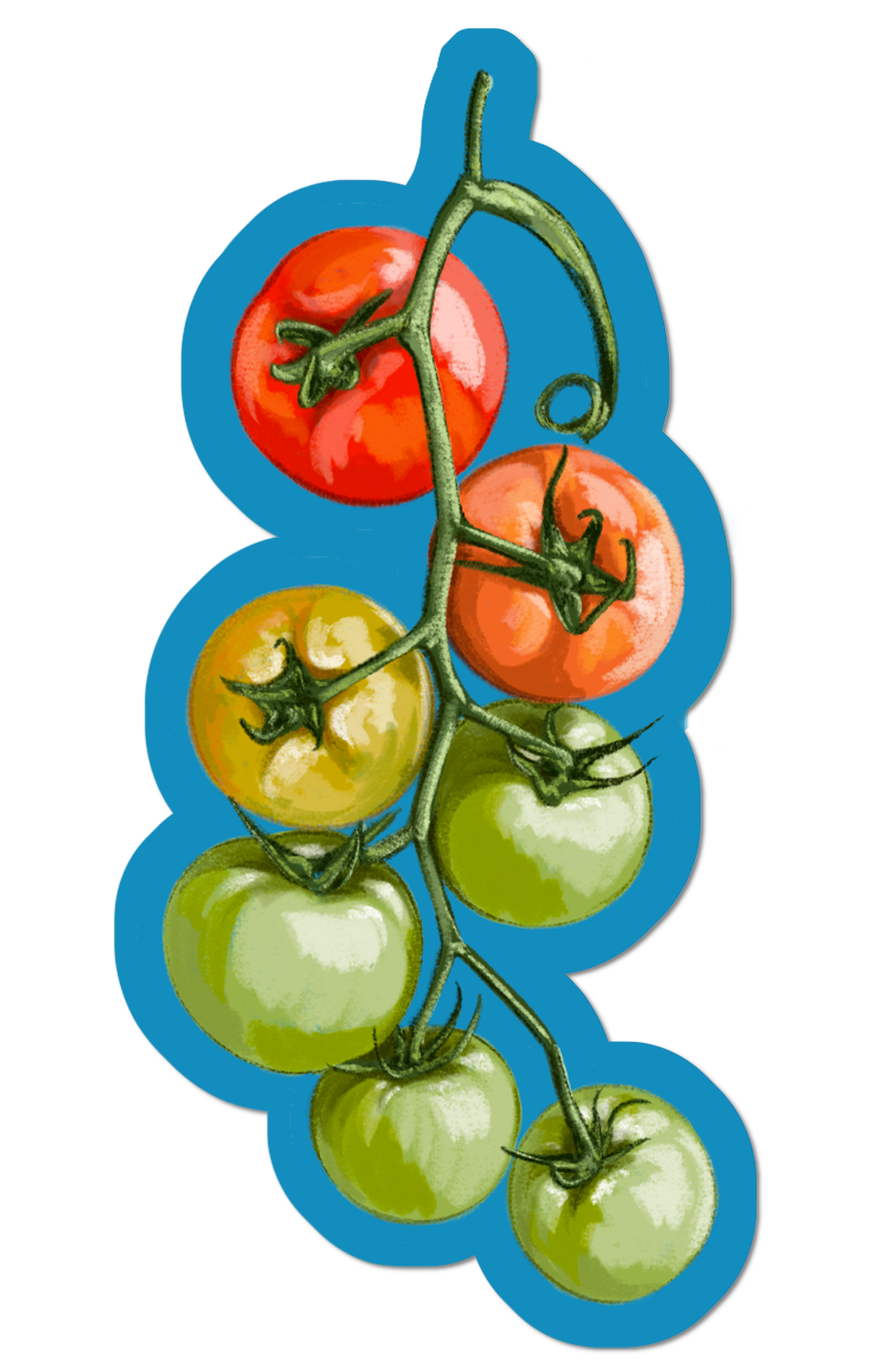 Vine tomatoes.png