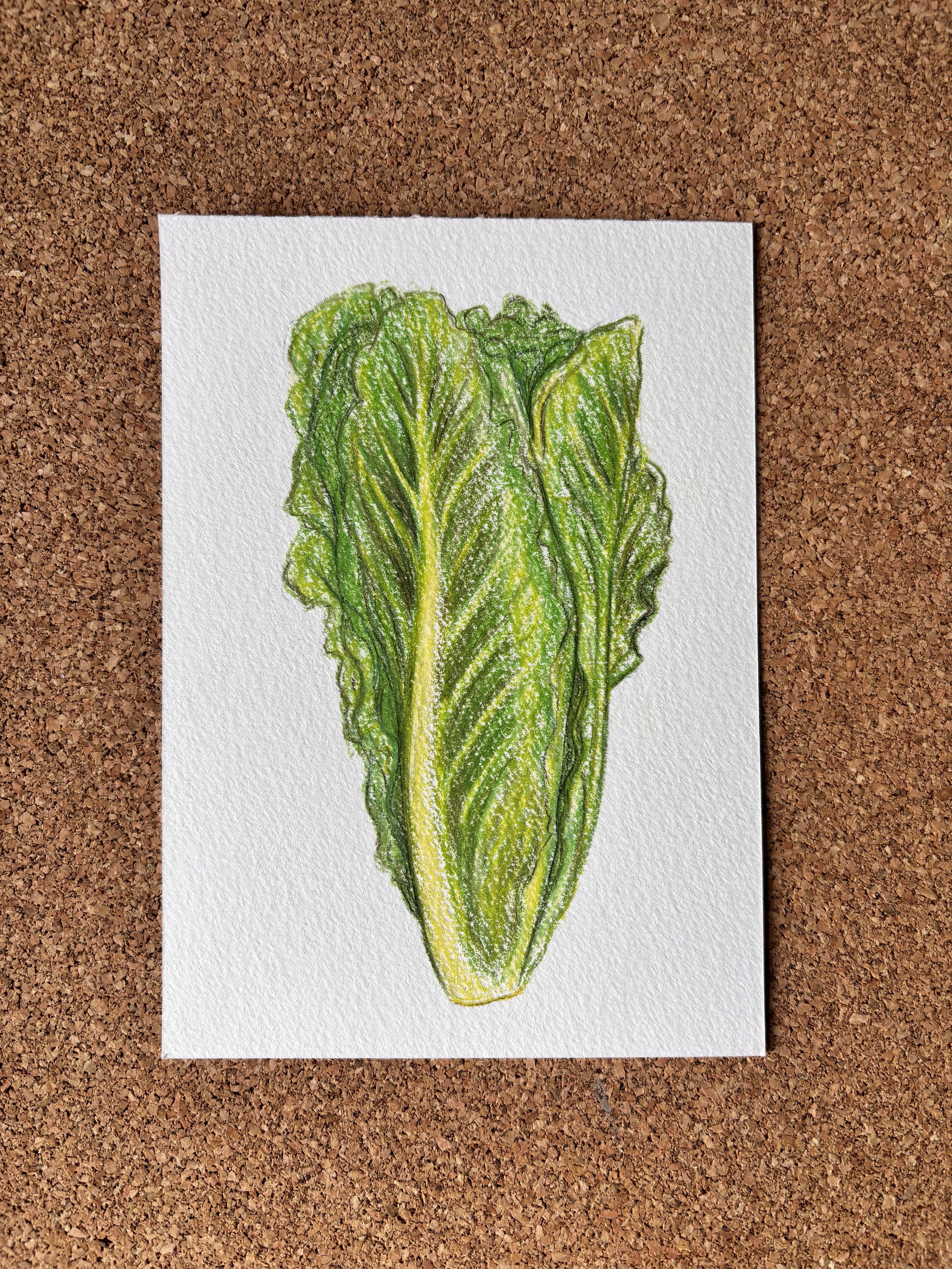 Romaine Lettuce - A6 Hand-drawn Illustration