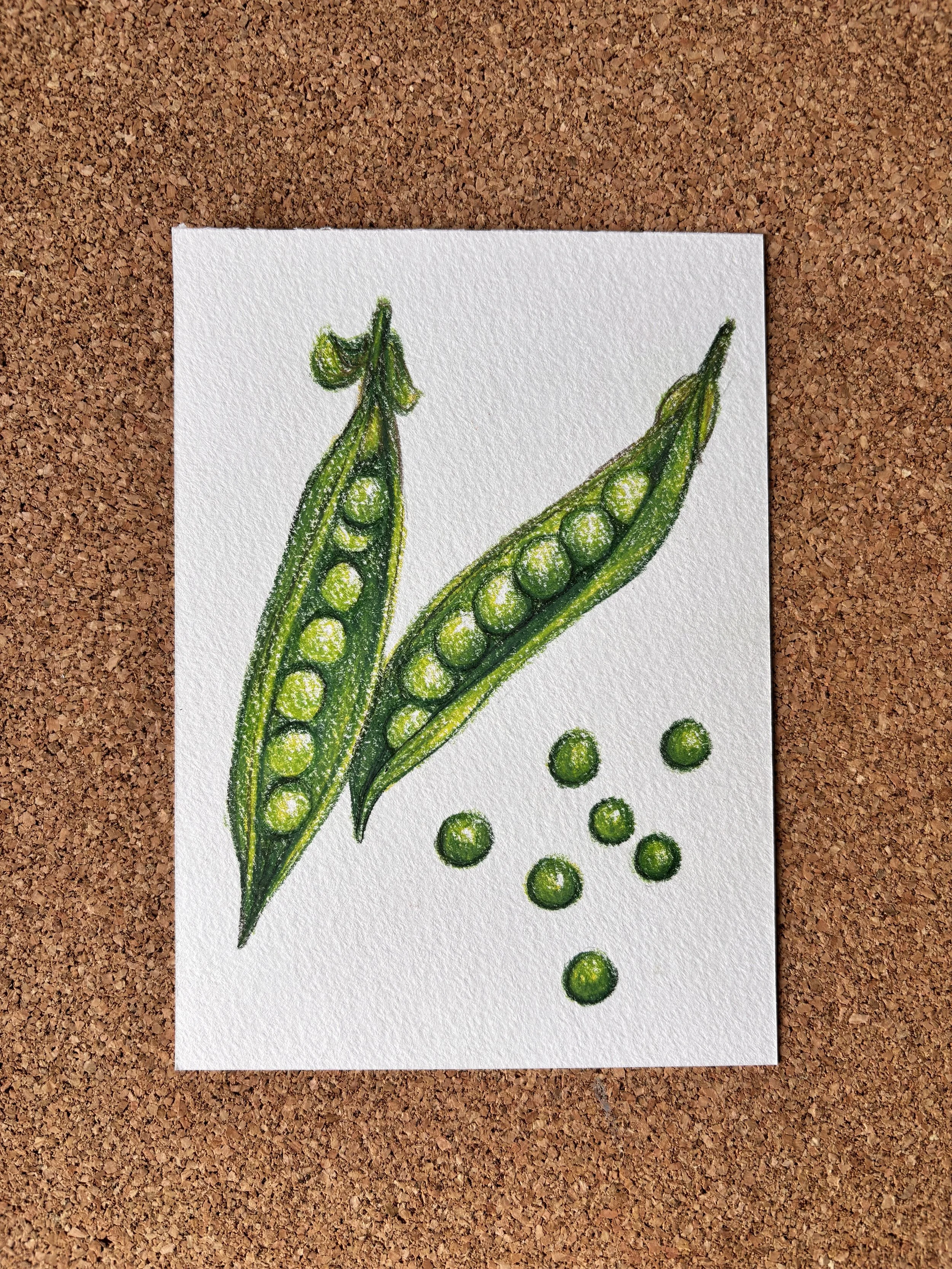 Garden Peas - A6 Hand-drawn Illustration