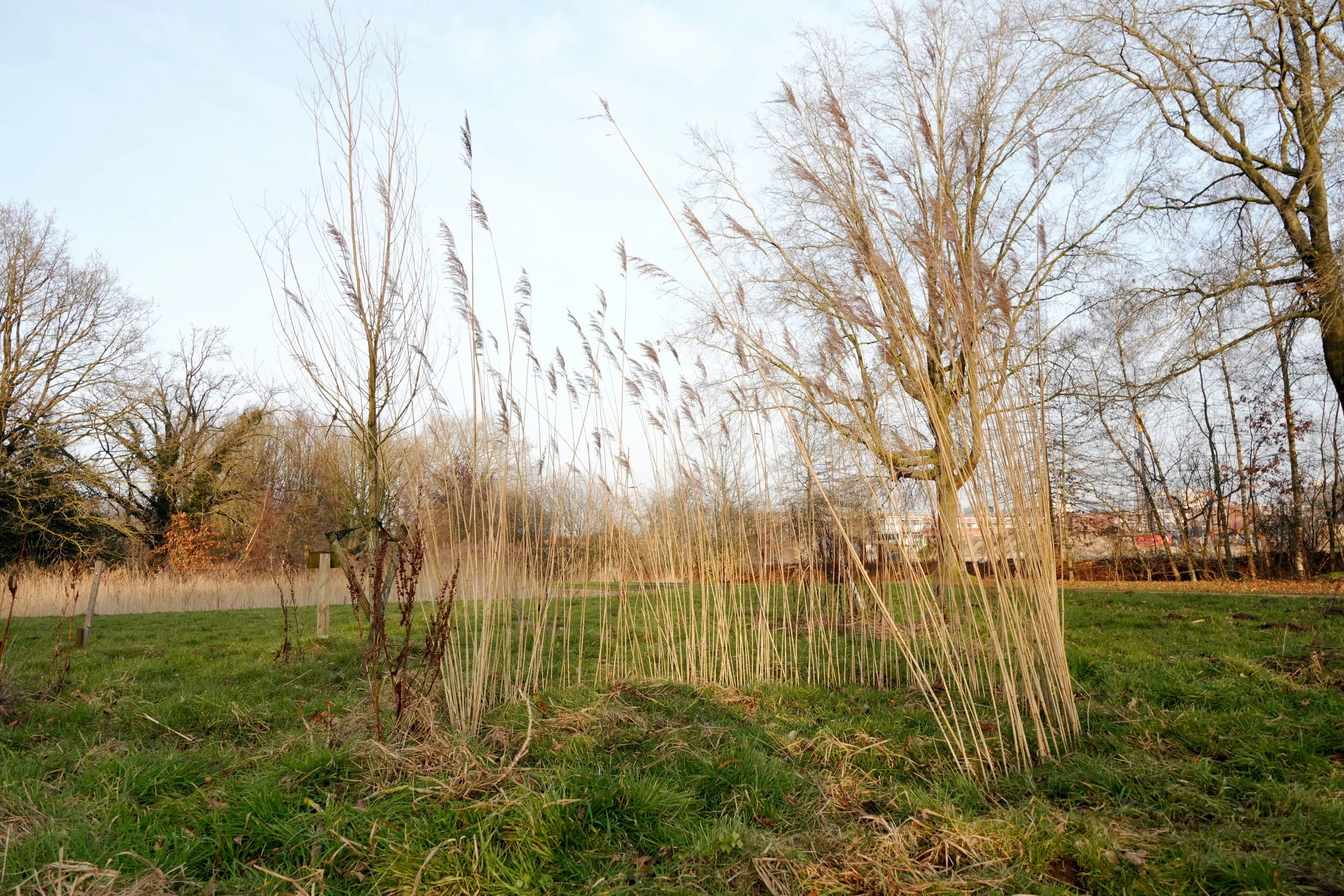 De cirkel van riet door Meneer en Mevrouw Bloem