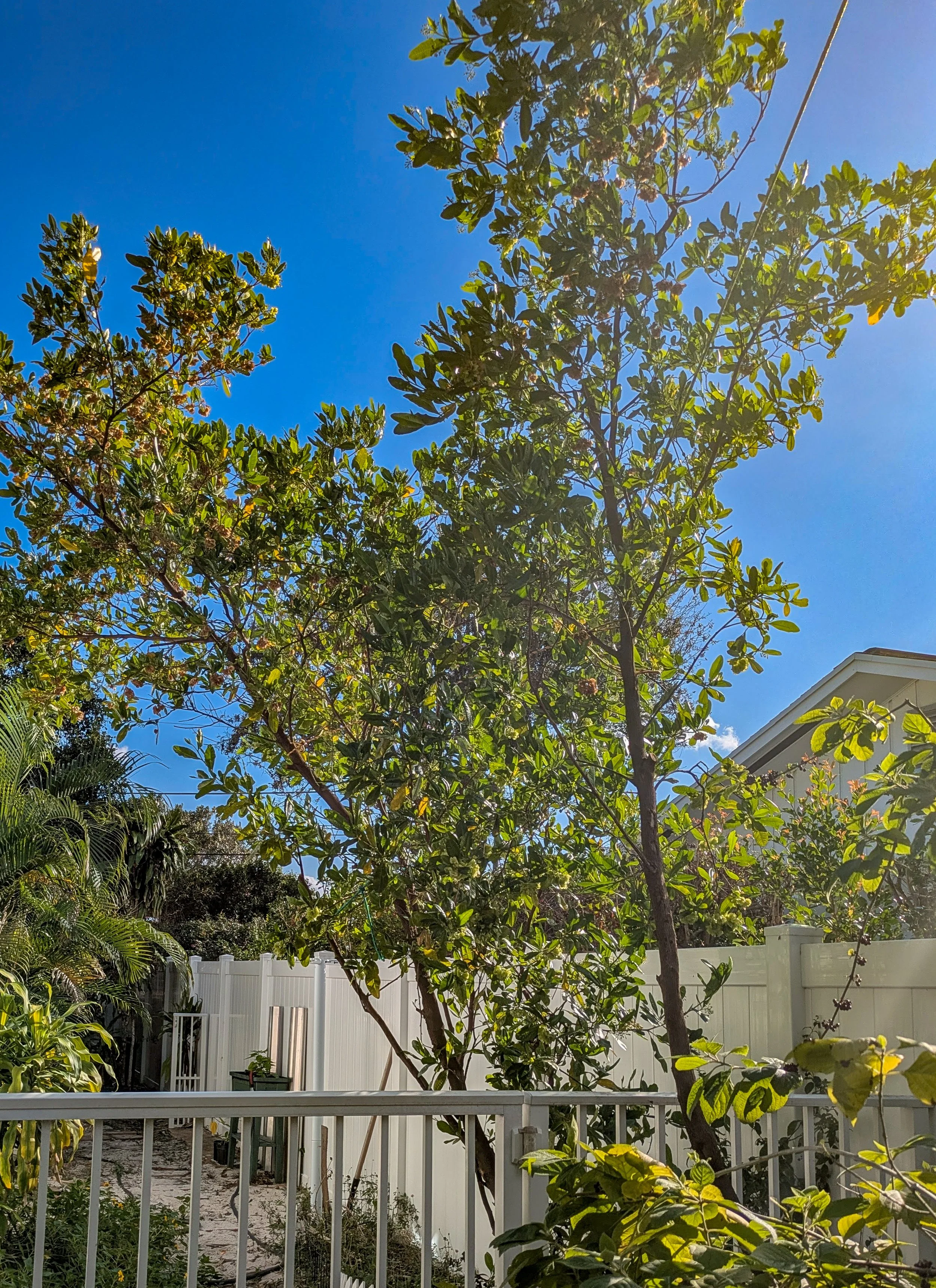 Varnish Leaf vertical growth trim