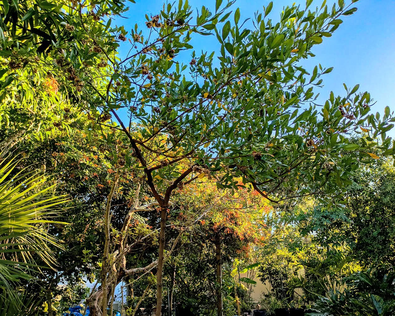 Varnish Leaf small canopy trim