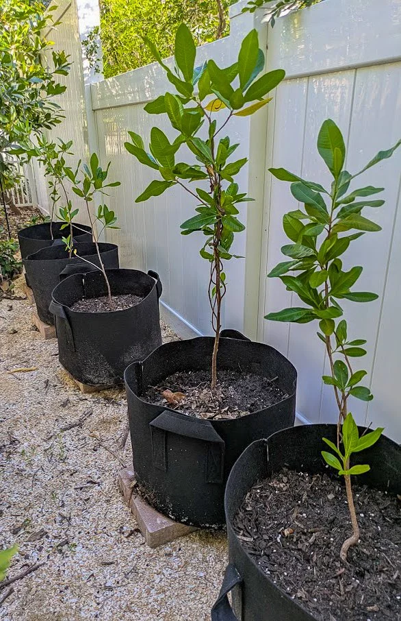 Varnish Leaf saplings - 10 gallons