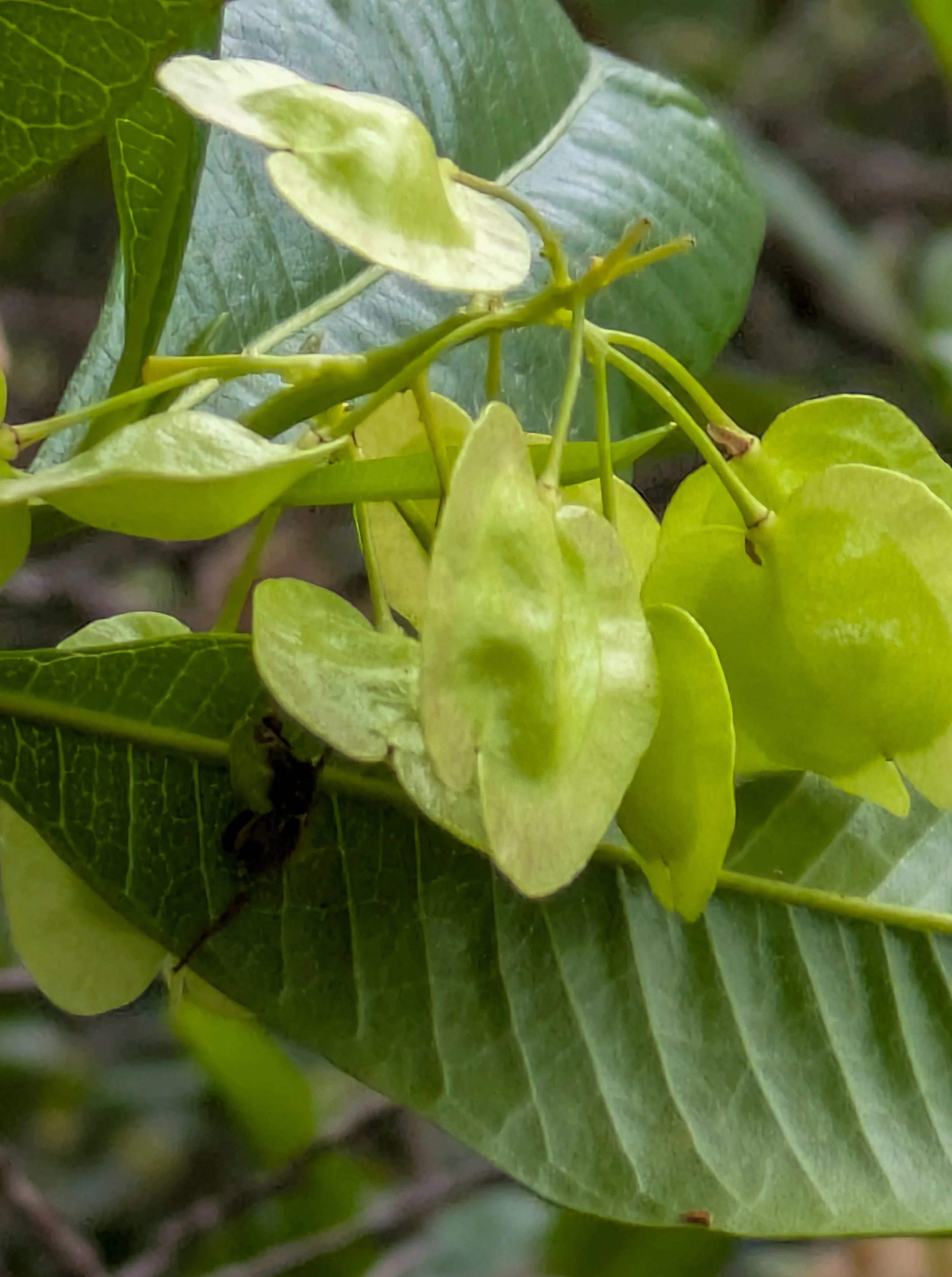 Varnish Leaf Flower Buds