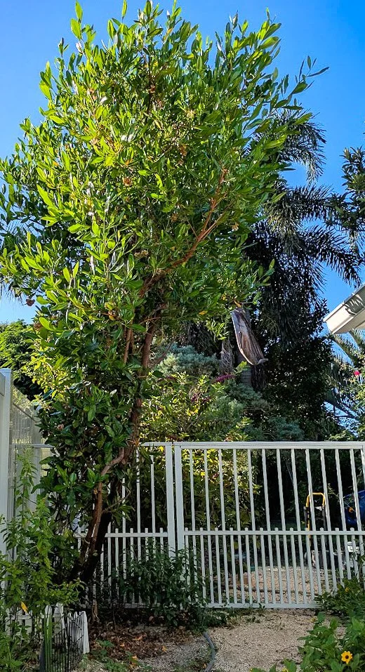 Dodonaea-viscosa_VarnishLeaf_SinglePlaneTrim.jpg