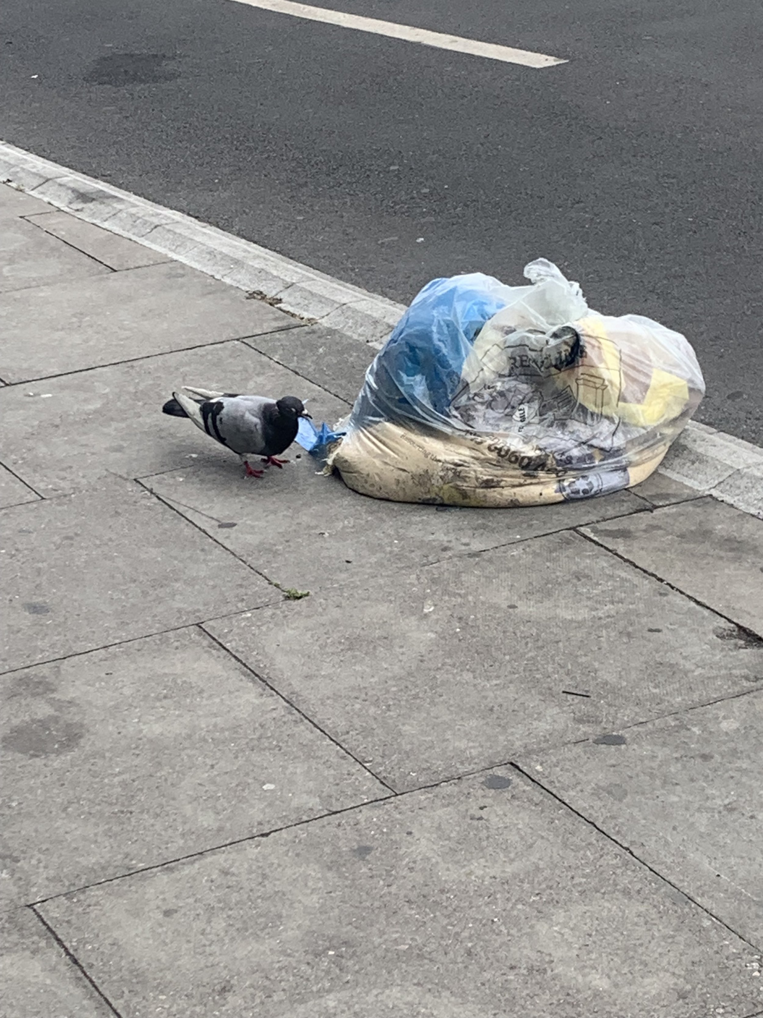 IMG_1353.jpeg
