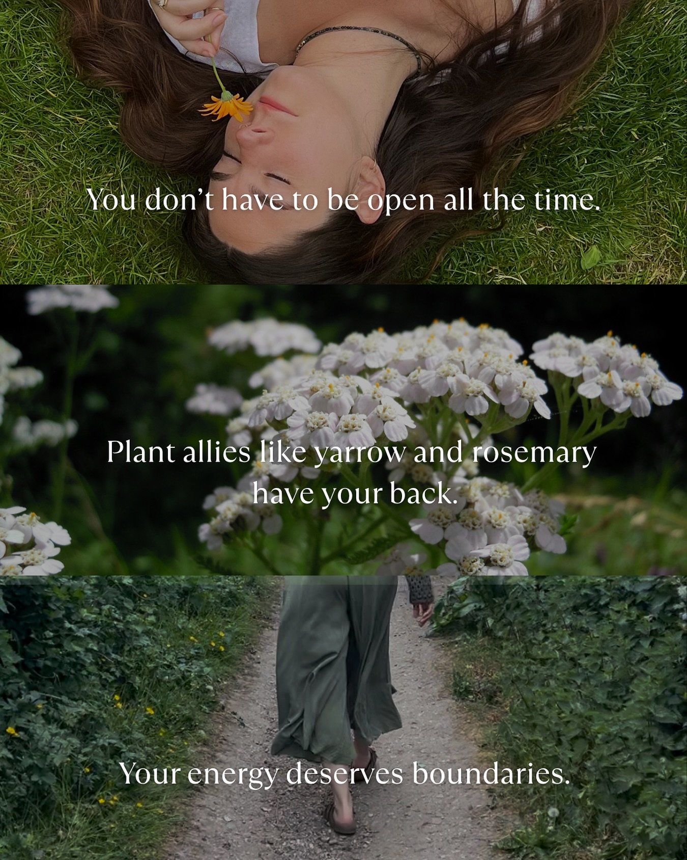 🔮Not everything deserves access to your energy.

Plants teach us boundaries &mdash; not just physical, but energetic too.

🌼Yarrow is a classic protector. In folk traditions, it&rsquo;s been used to seal your energetic field and create space betwee
