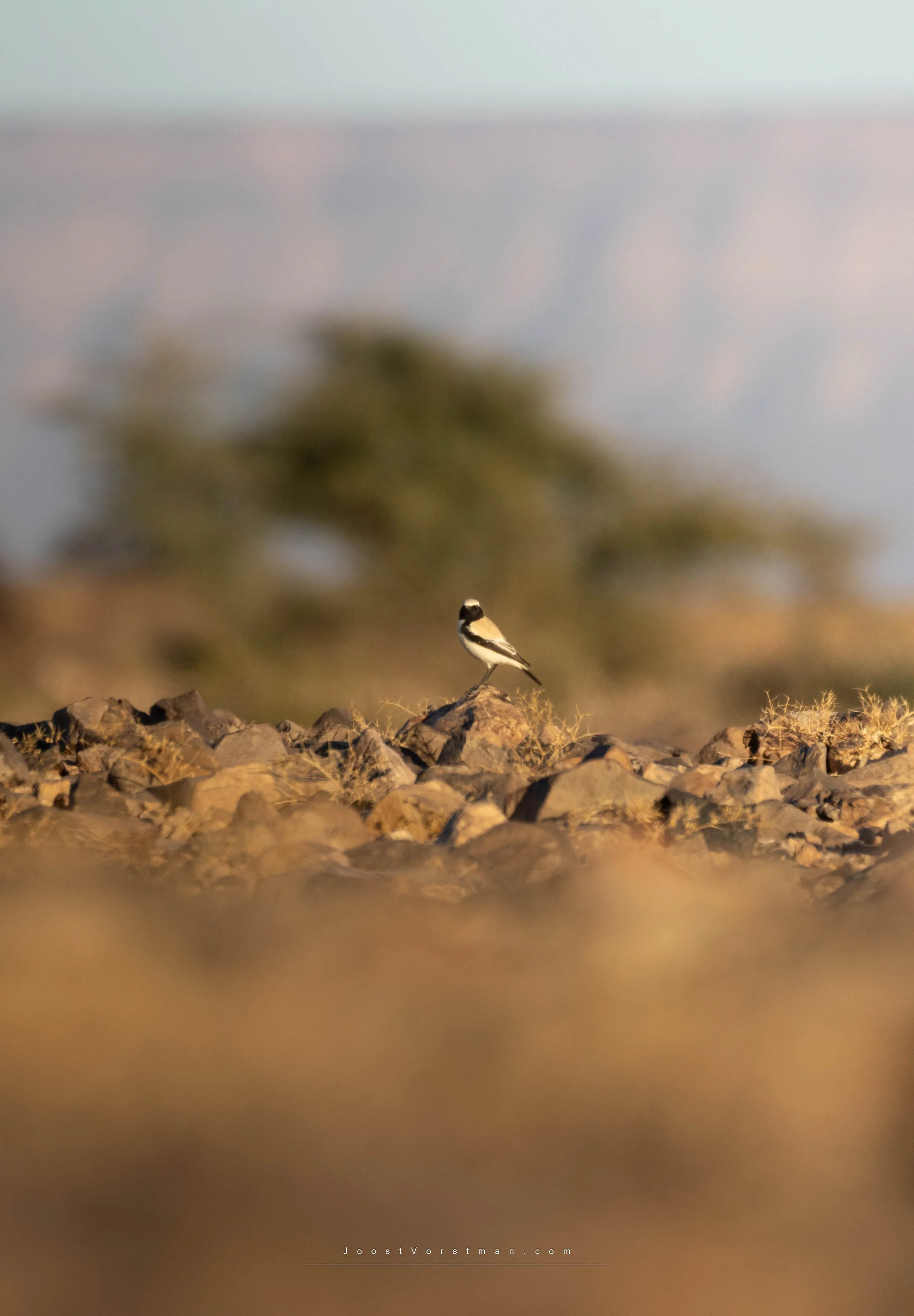 A small black and white bird standing on rocky ground with blurry green foliage and sky in the background.