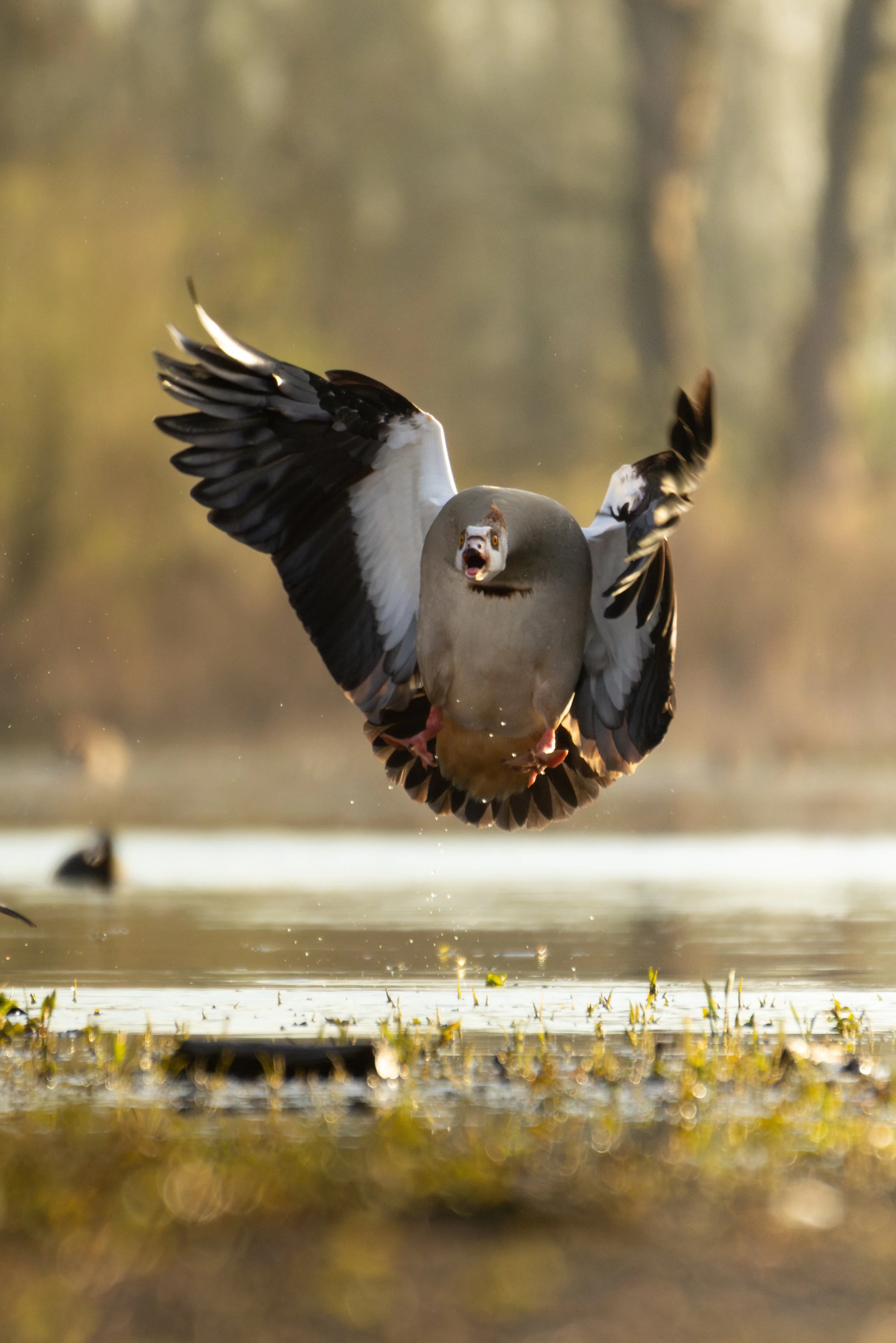 Egyptian Goose (Alopochen aegyptiacus) with outstretched wings is flying low over a body of water with a surprised or aggressive expression on its face, with blurred background trees and vegetation.