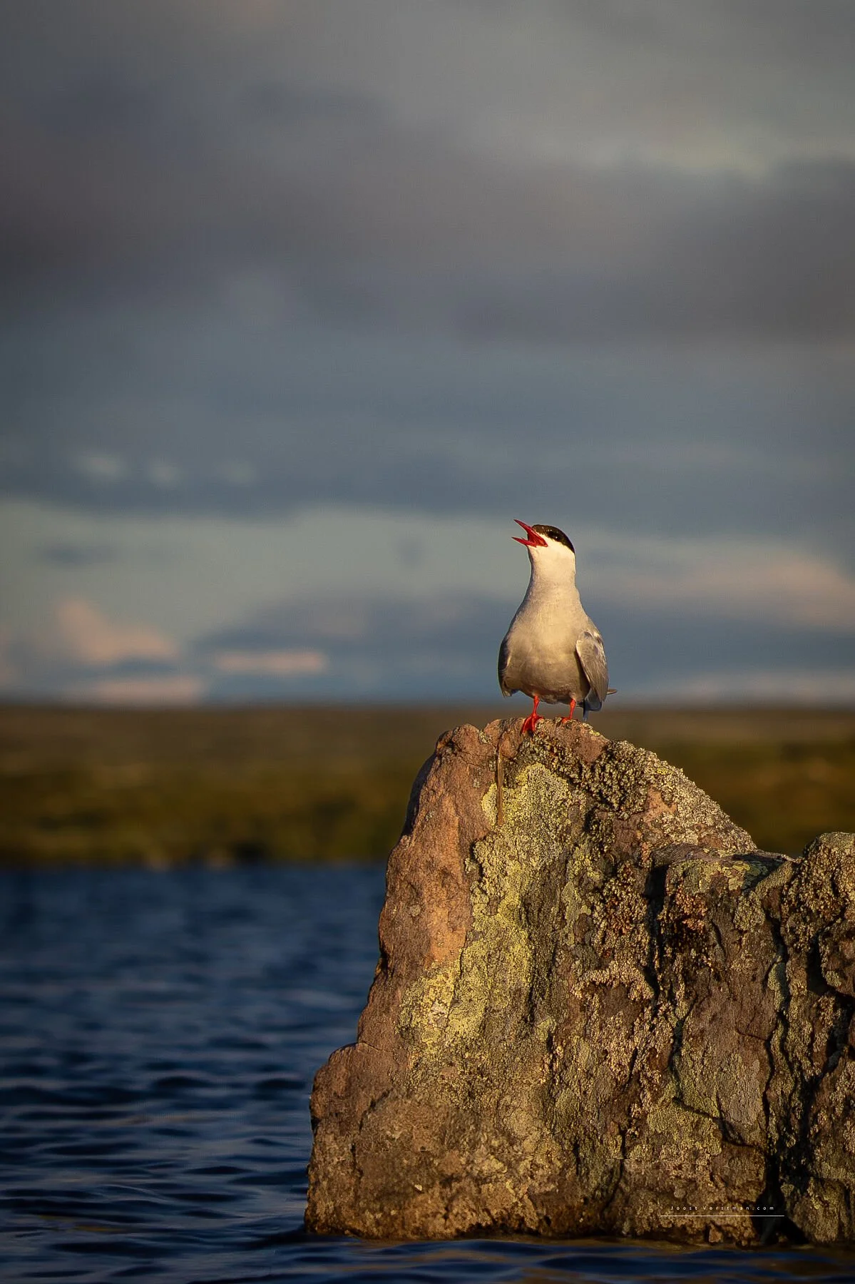 Arctic Tern (Sterna paradisaea) perched on a rock near water, singing with a cloudy sky in the background.