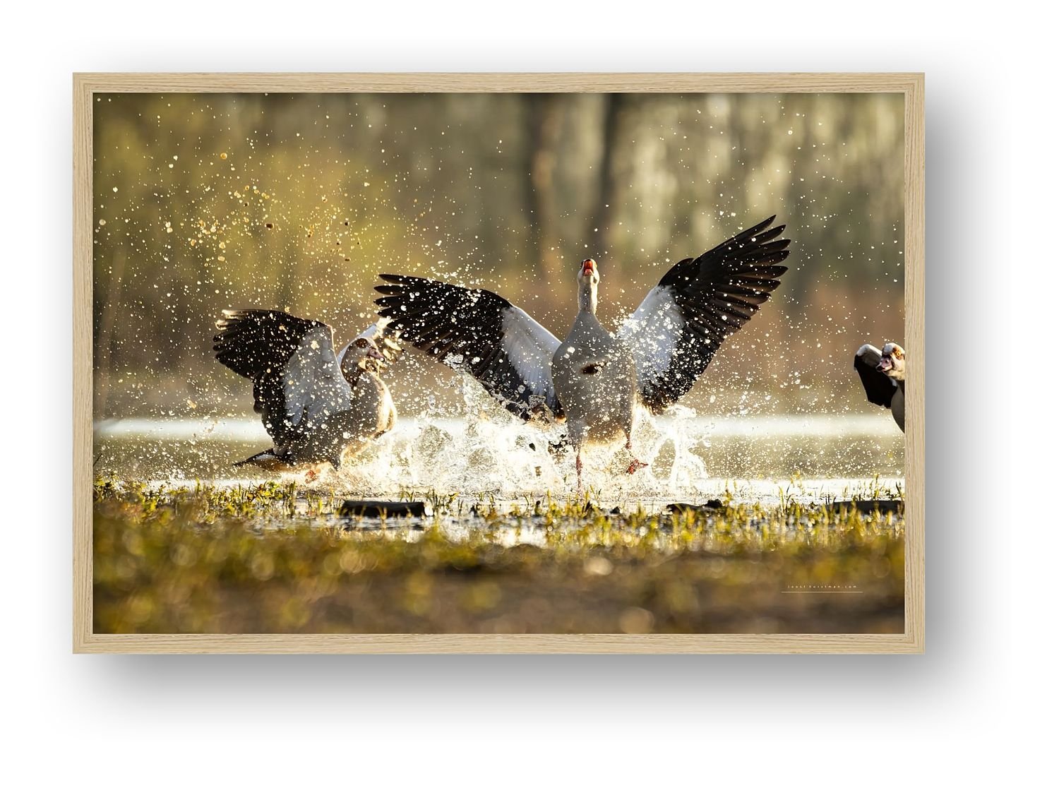 preview_f55d39fa_9913a953.jpg