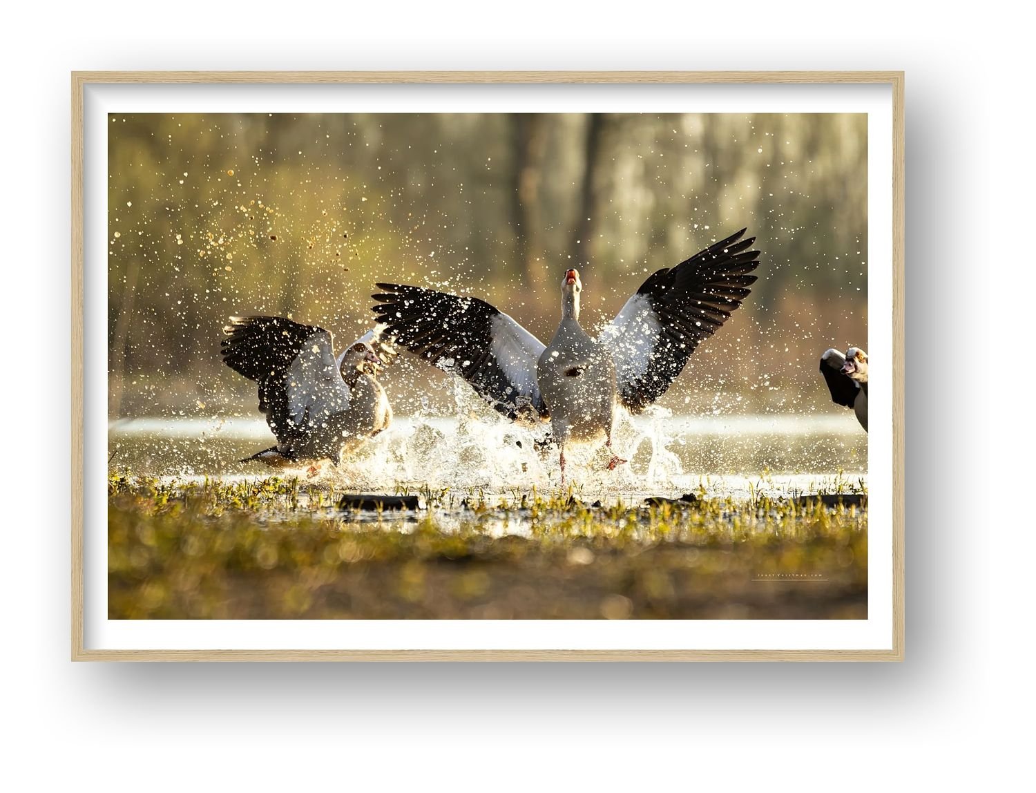 preview_11a55725_632e16a5.jpg