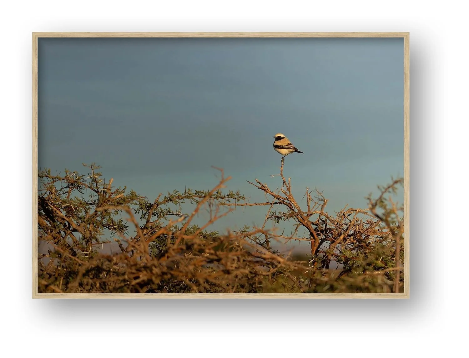 preview_9eeae933_f20a7ff0.jpg