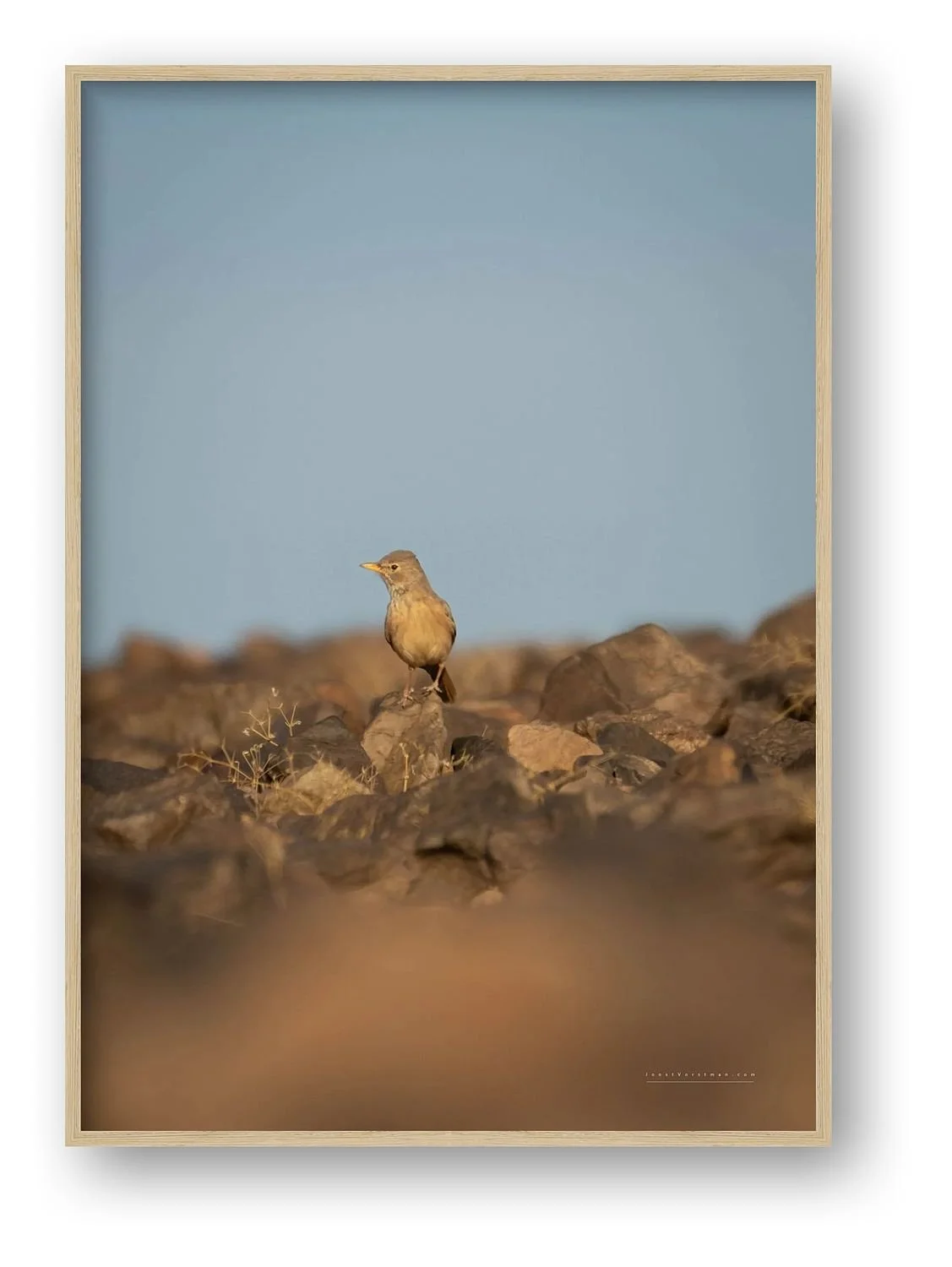 preview_2f670ef1_ee065906.jpg