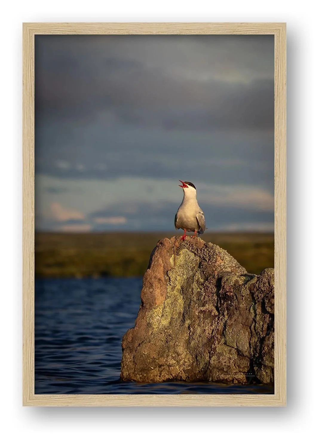 preview_ee9726a4_da379780.jpg