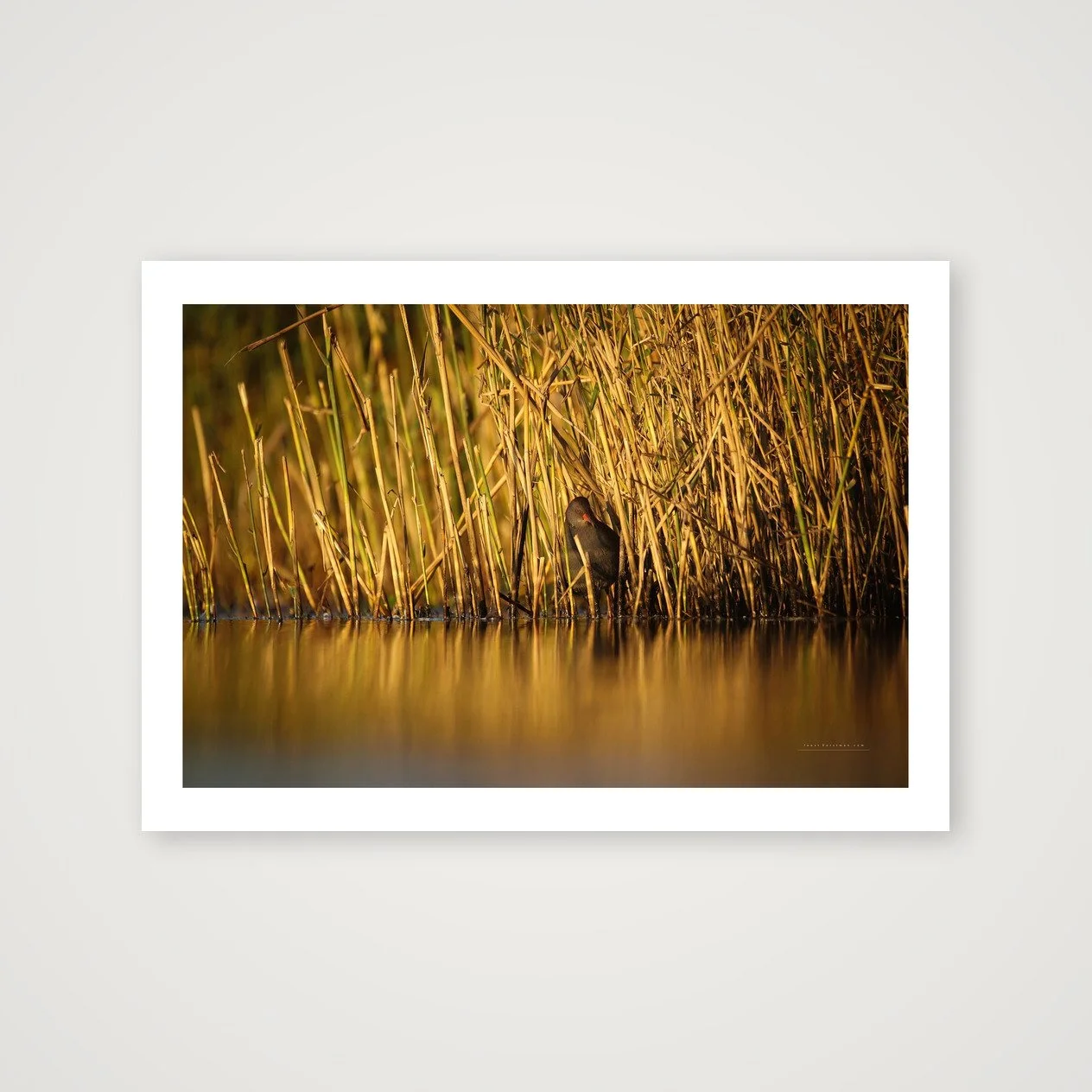 shot_table_970d6255_1b7e250c.jpg