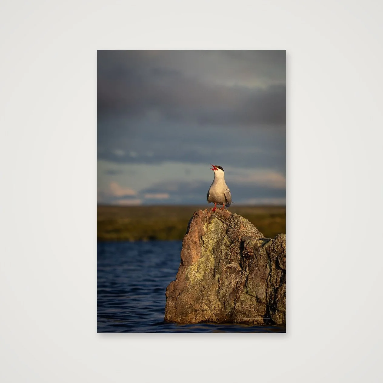 shot_table_d54004ad_776cadae.jpg