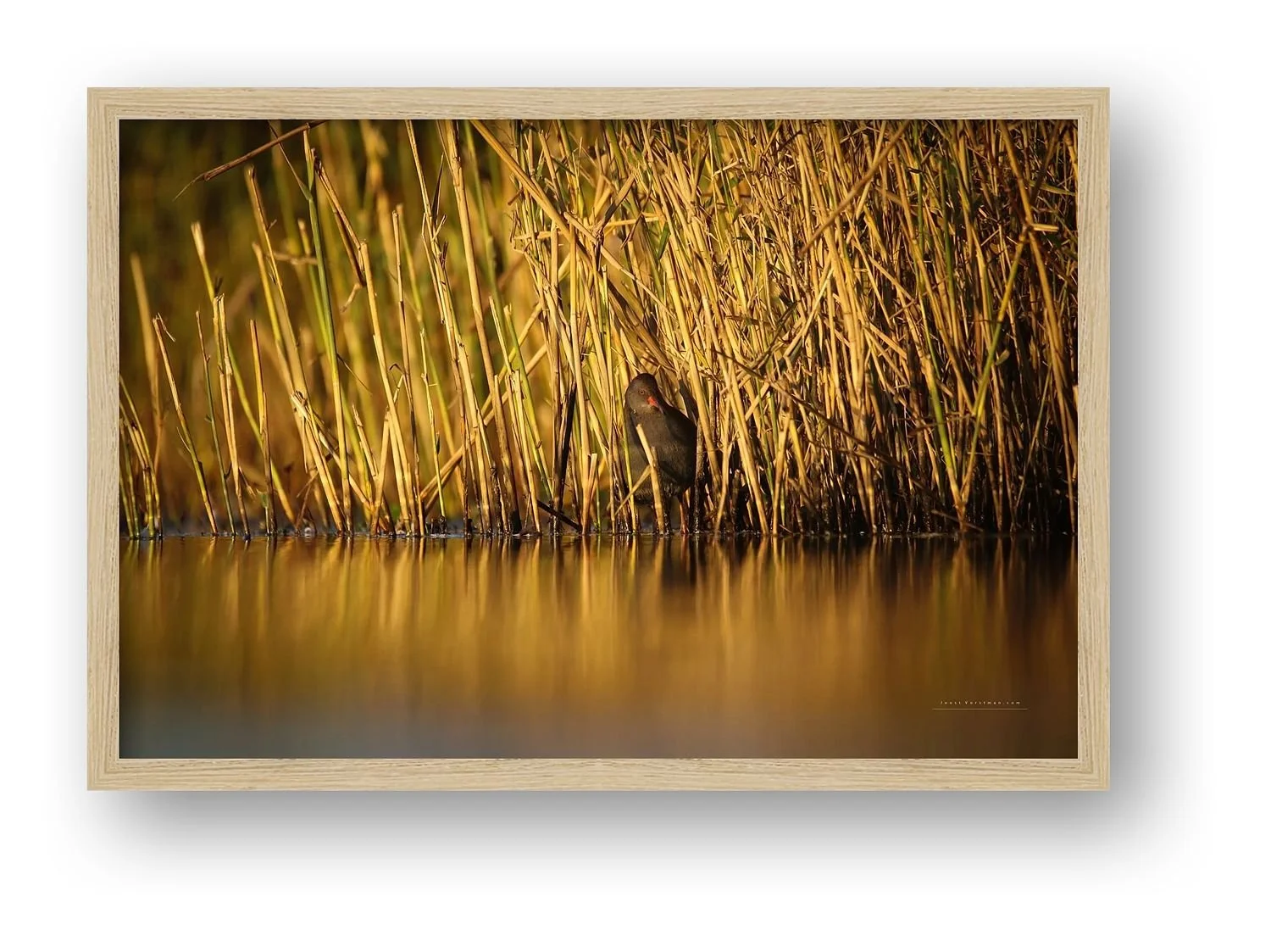 preview_9eefb500_45c4156a.jpg