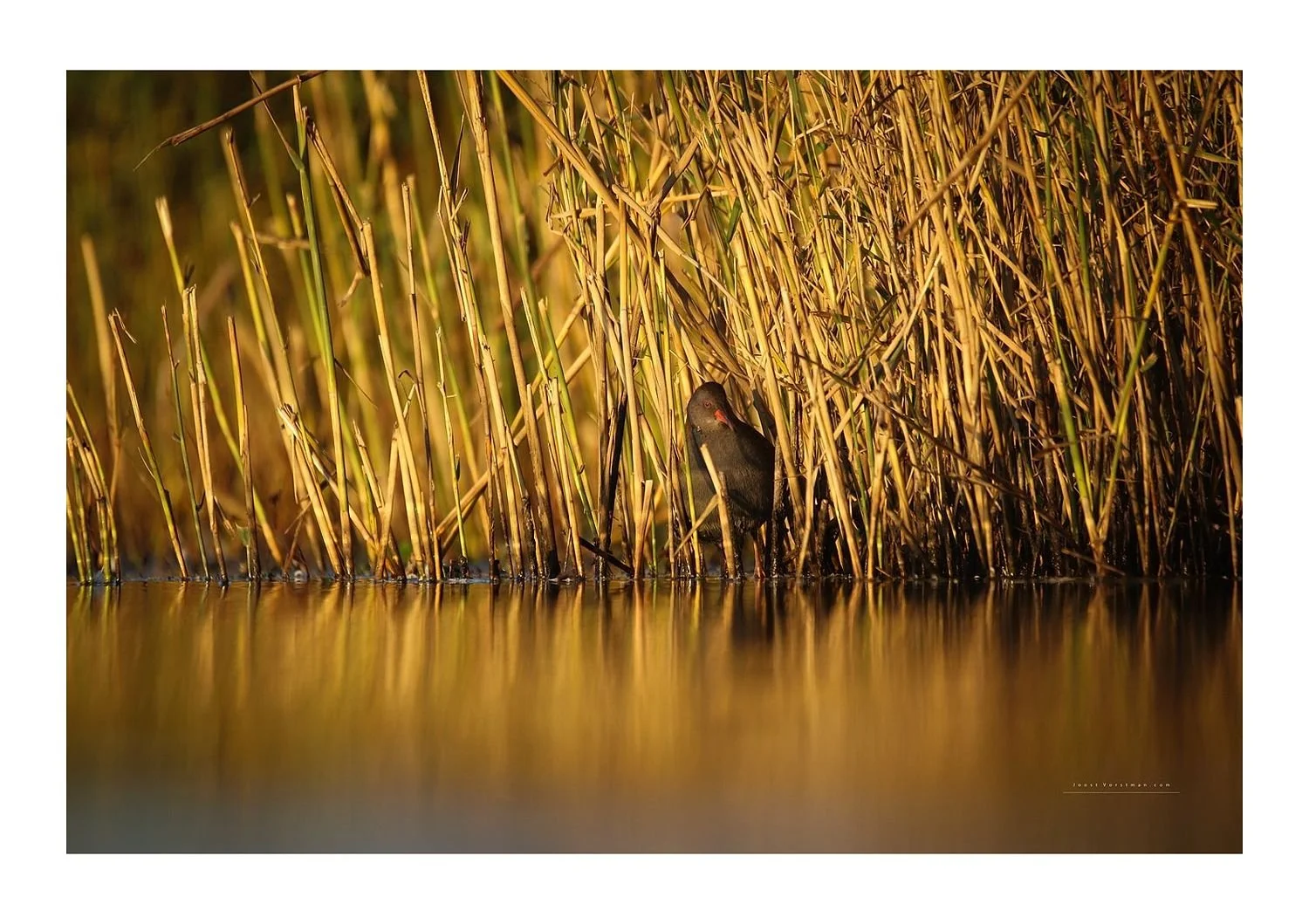 preview_970d6255_d65cf853.jpg