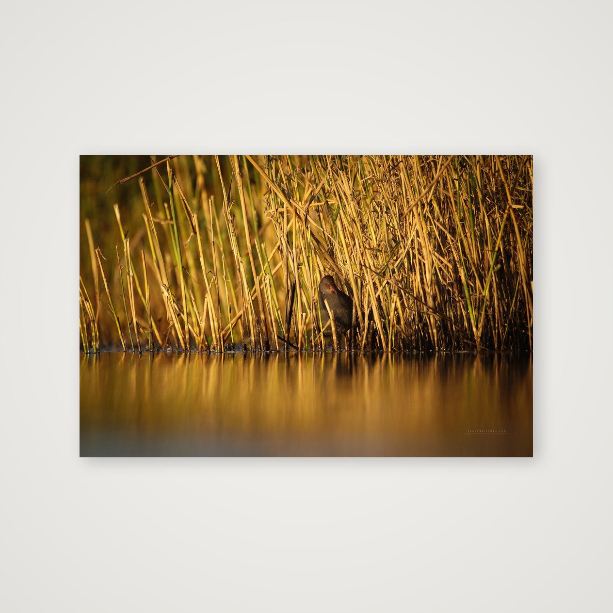 shot_table_4a417d2d_89b4ba32.jpg