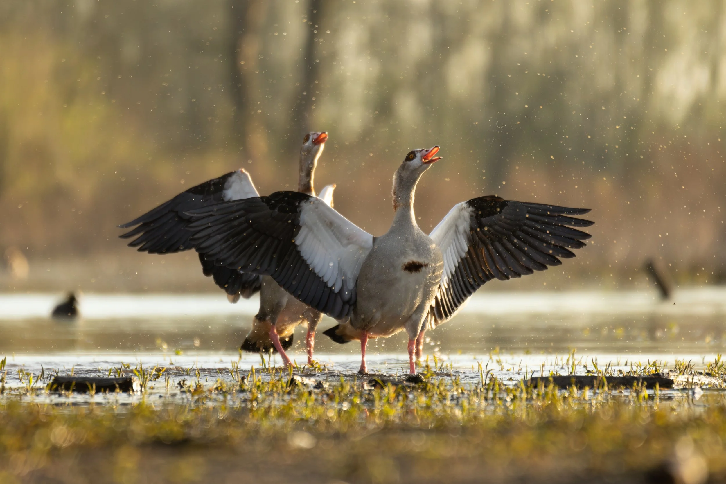 Two Egyptian Geese (Alopochen aegyptiacus) with their wings outstretched, standing in water with a blurred natural background and sunlight shining through.