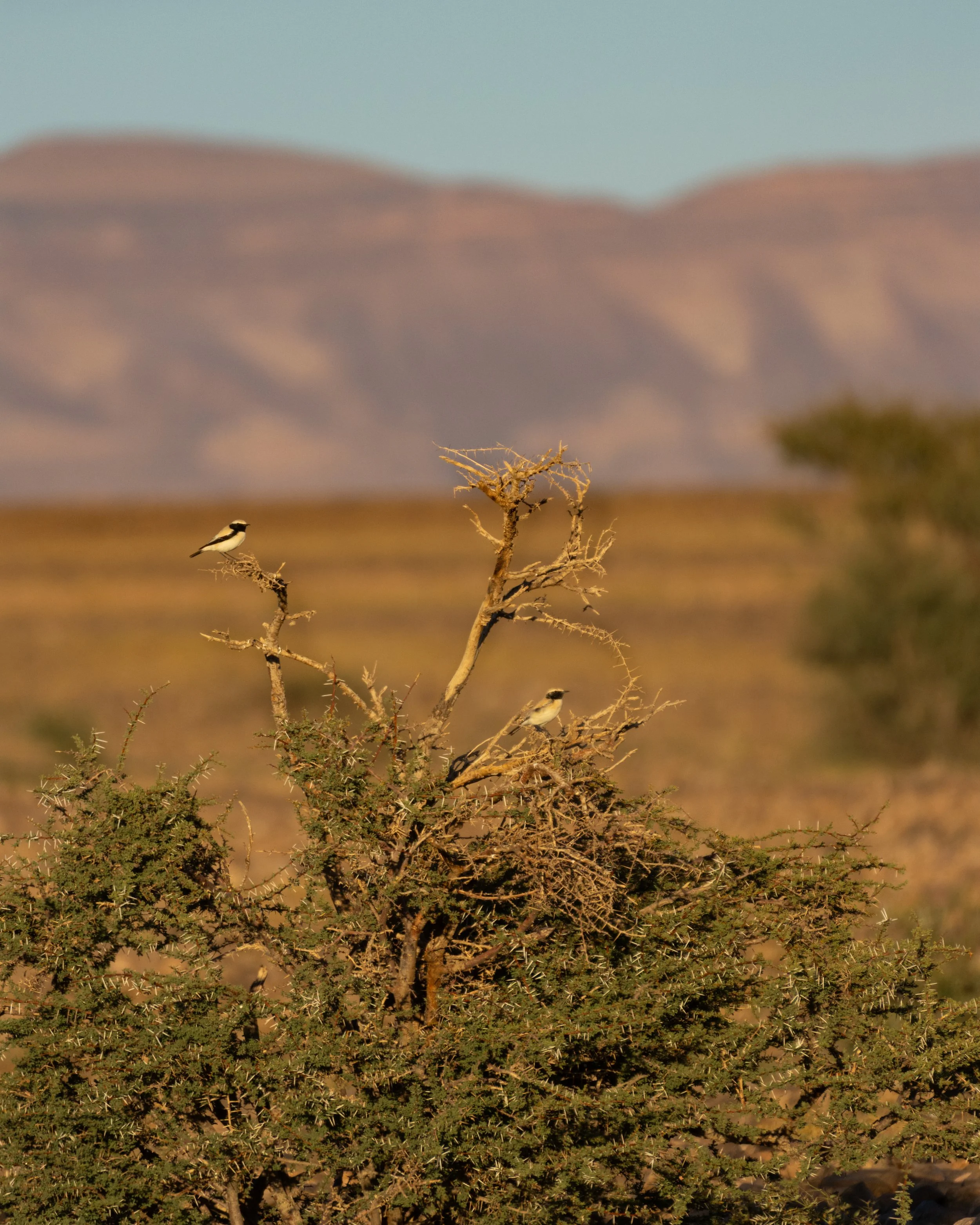 Two desert wheatear (Oenanthe deserti) perched on a dry, thorny branch in a desert landscape with a mountain range in the background. The scene is captured during daylight with a clear sky.