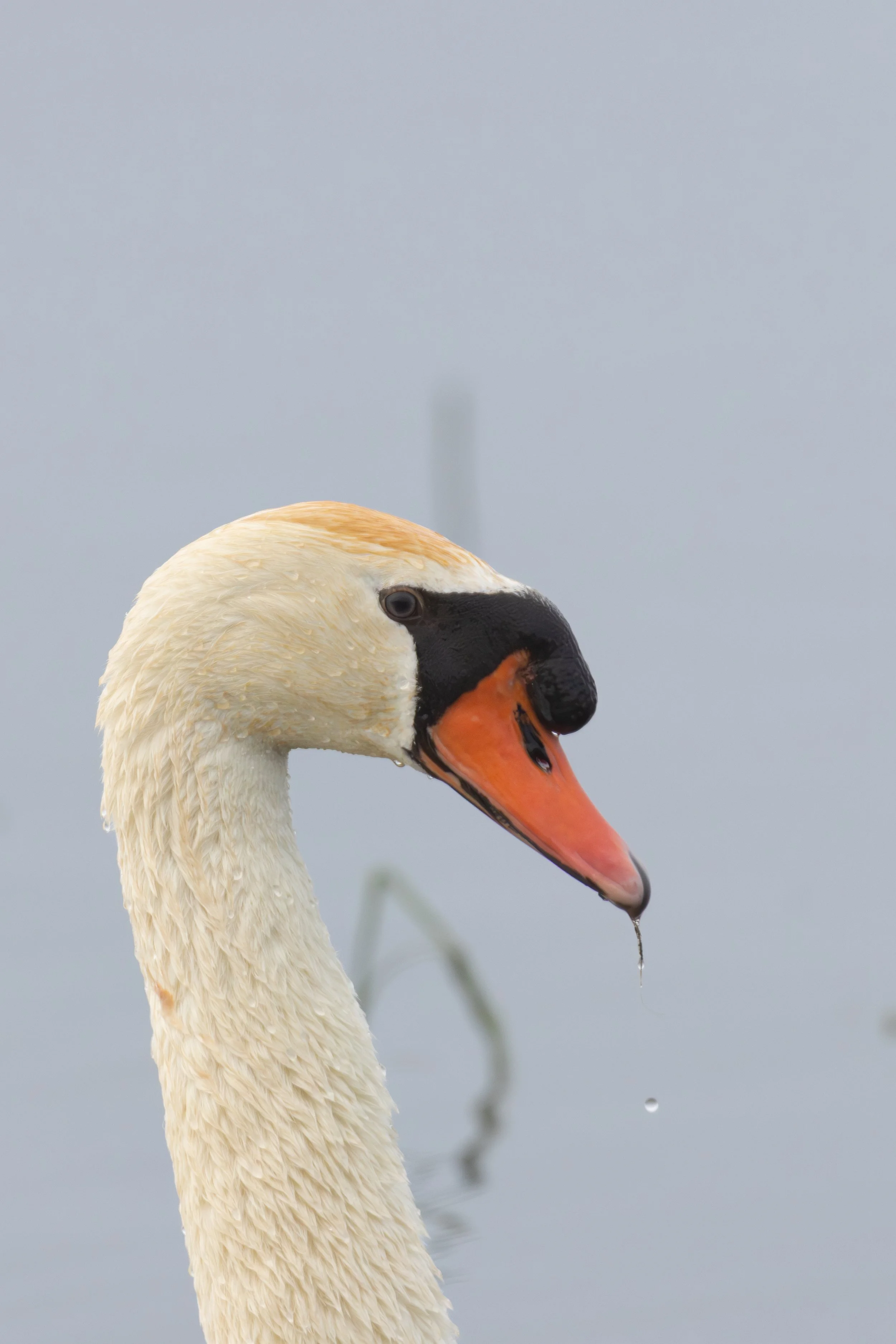 Close-up of a Mute Swan (Cygnus olor) with orange beak and black markings, with water droplets on its neck, set against a gray sky background.