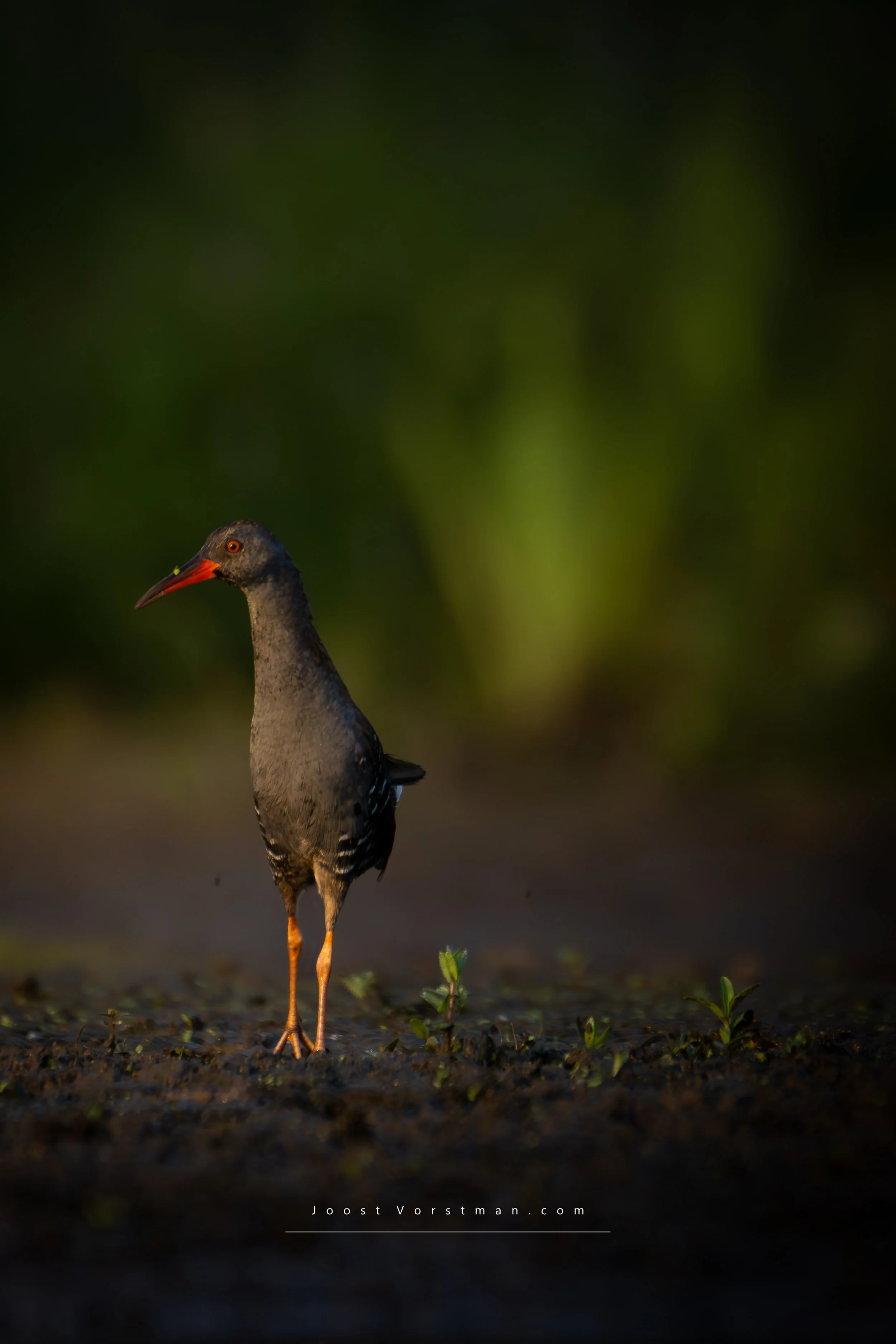 Water Rail (Rallus aquaticus) standing on the ground with green plants and dark soil, blurred green background, long legs, black and gray feathers, orange beak and eye.