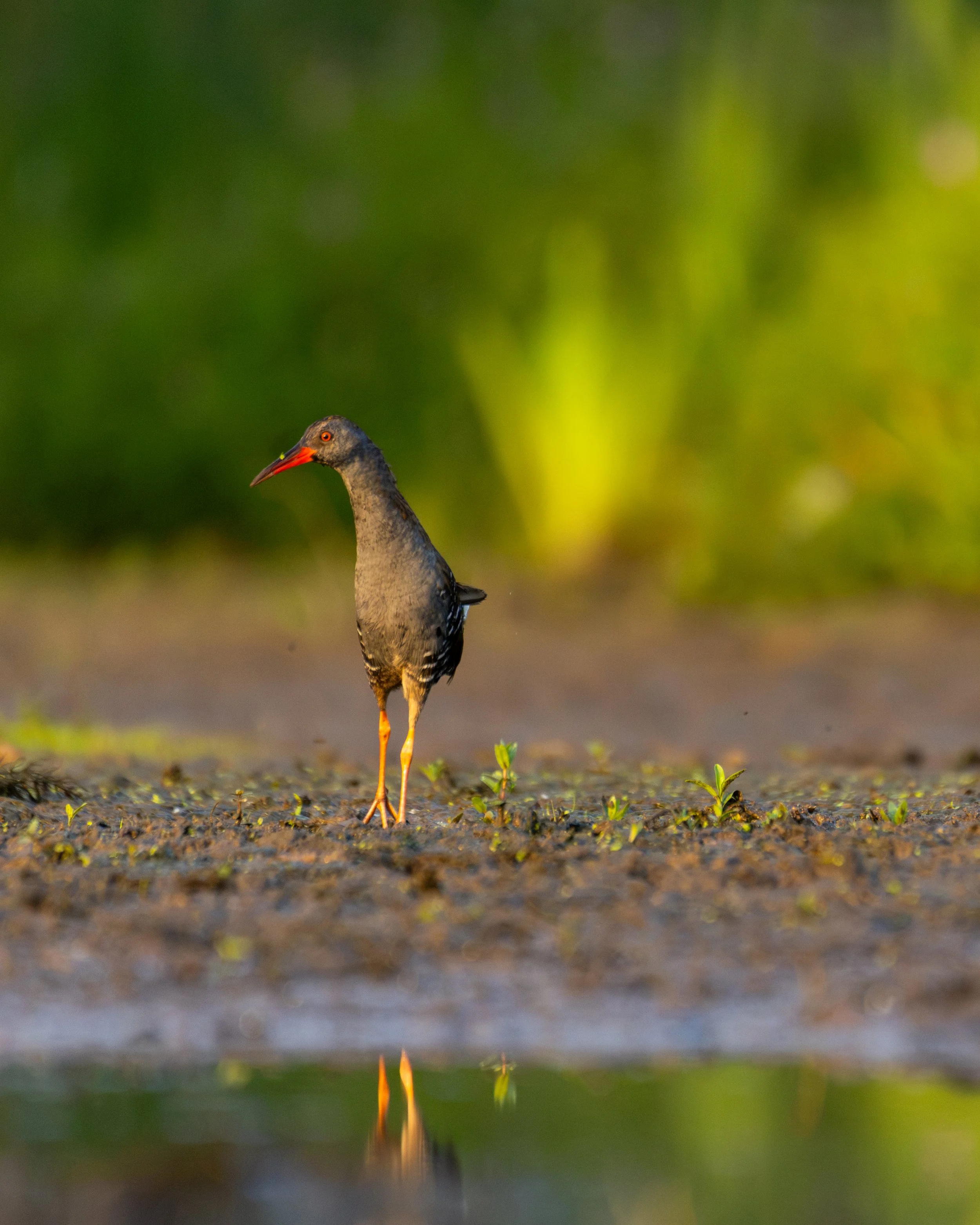 A bird standing on muddy ground with green vegetation and blurred green background.