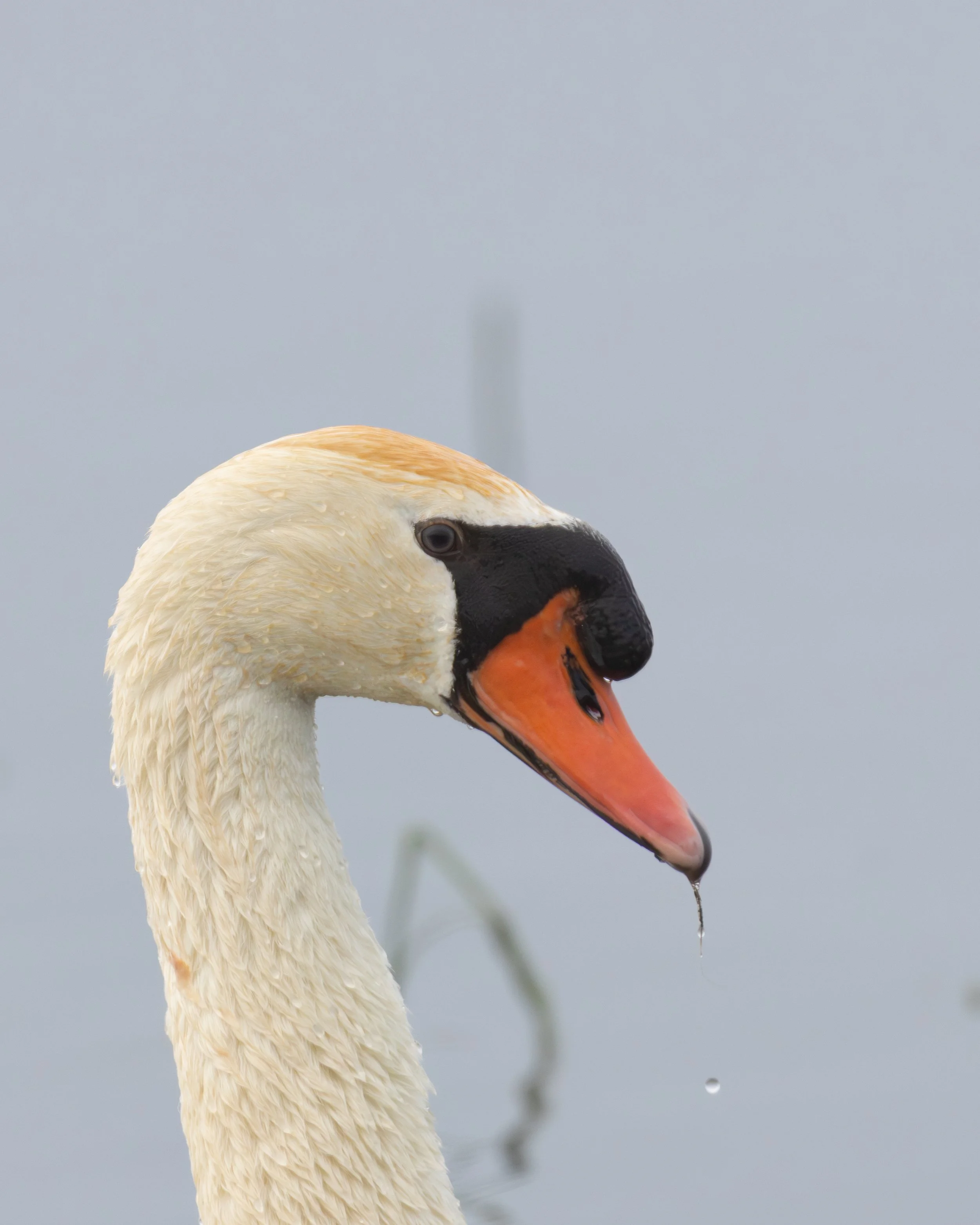 Close-up of a swan's head and neck with a background of gray sky, a droplet of water falling from its beak.