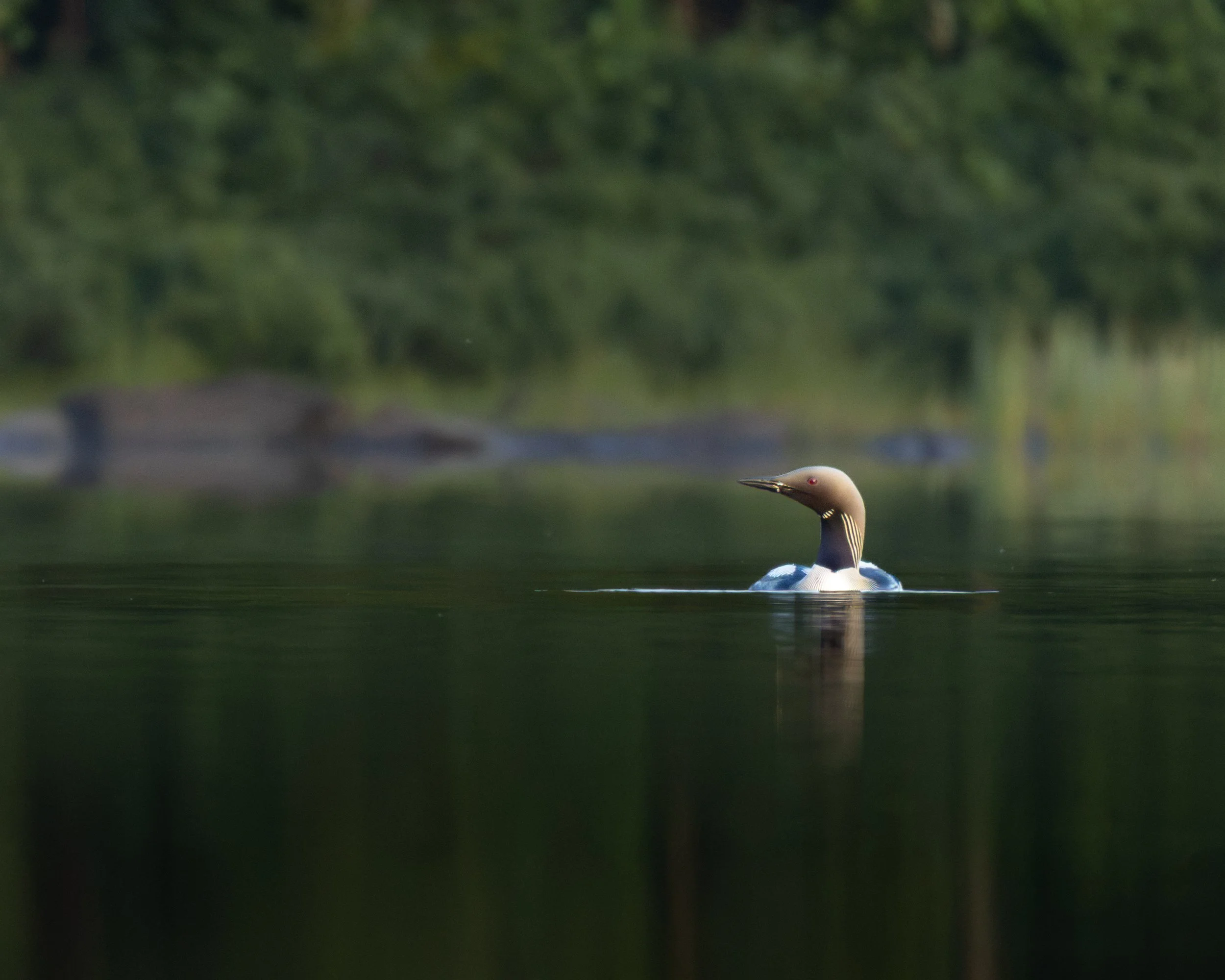 A close-up of a Black-throated Loon (Gavia arctica) on a body of water with a blurred green forest in the background.