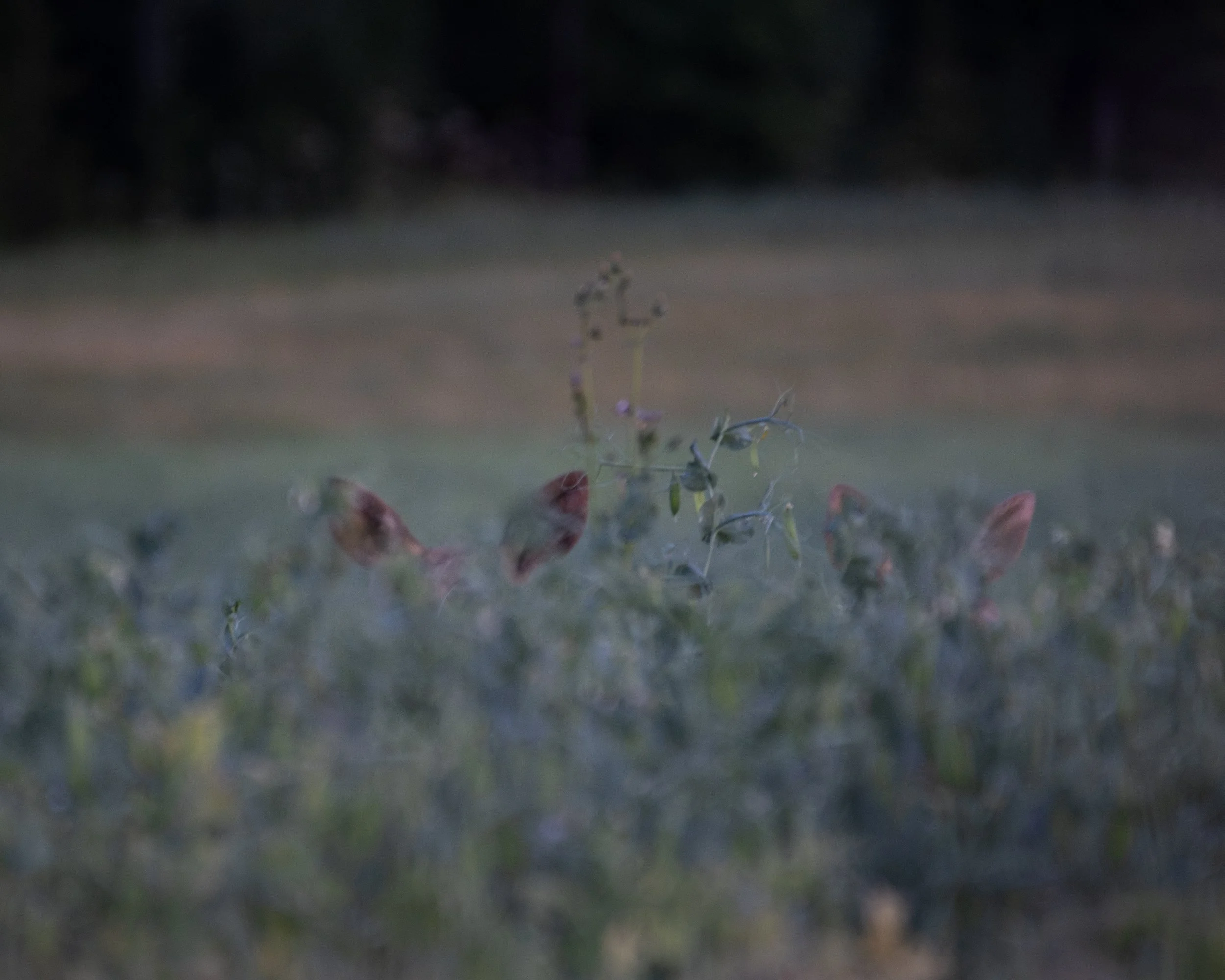 A field with two moose calfs inside with a blurred background of grass and trees.