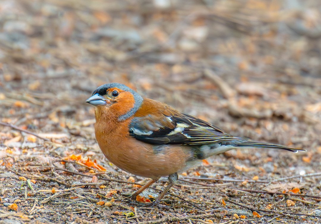 Curious Chaffinch
