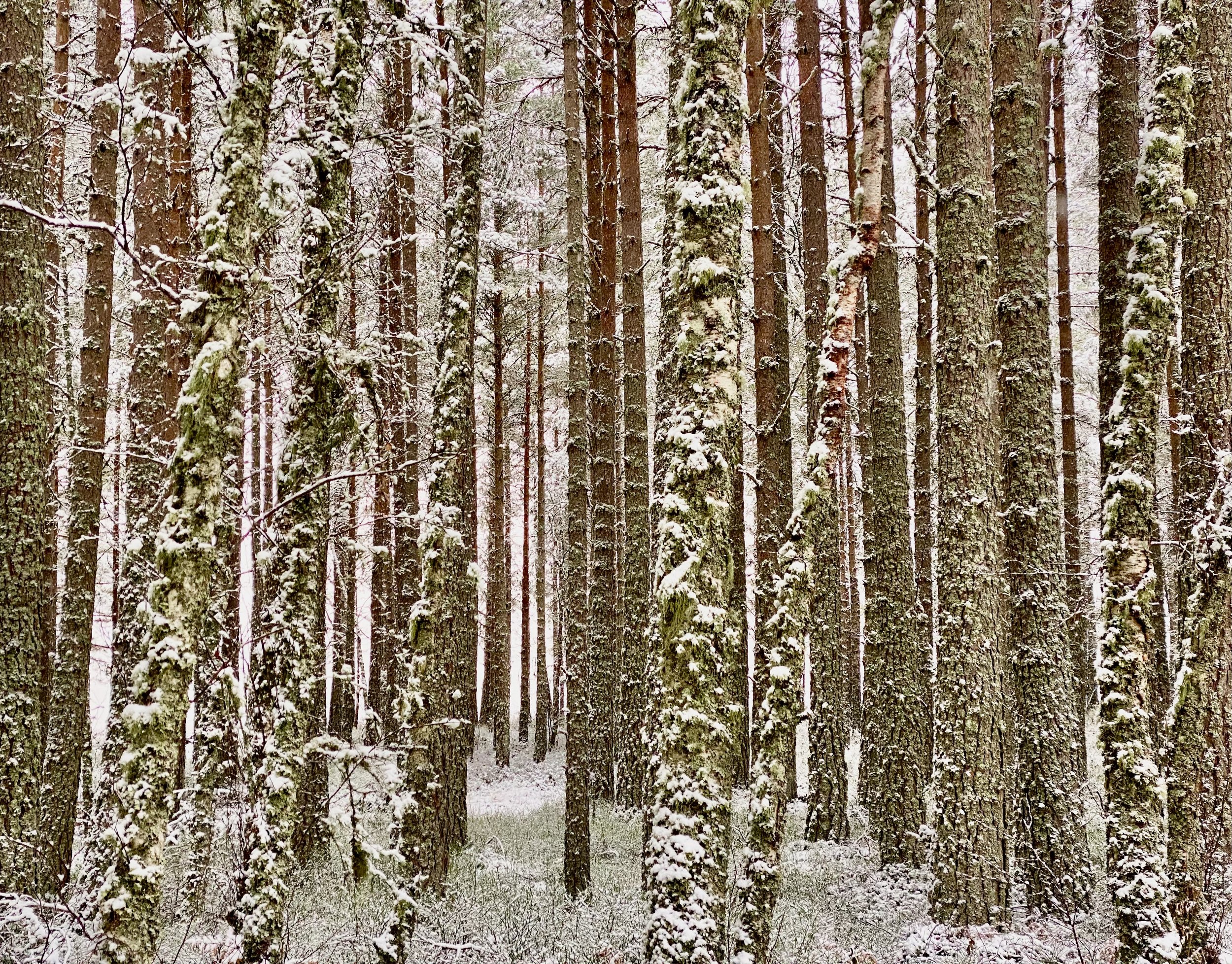 Scots pine