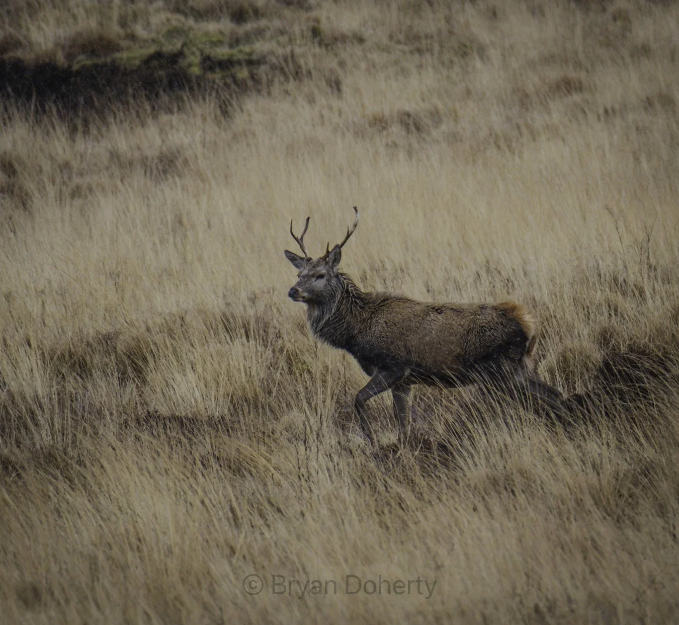 Red deer, The String Road, Arran