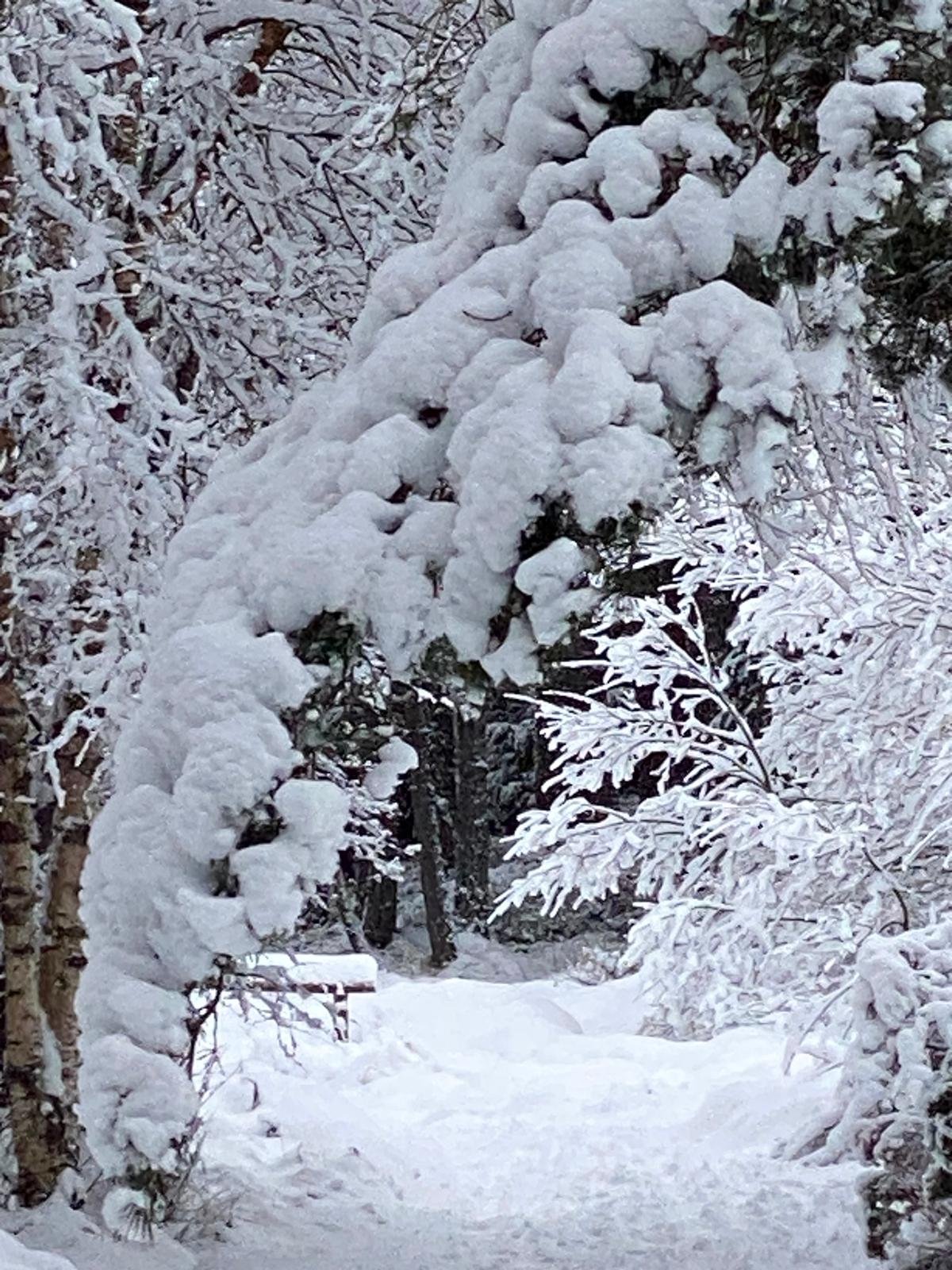 Forest Snowfall