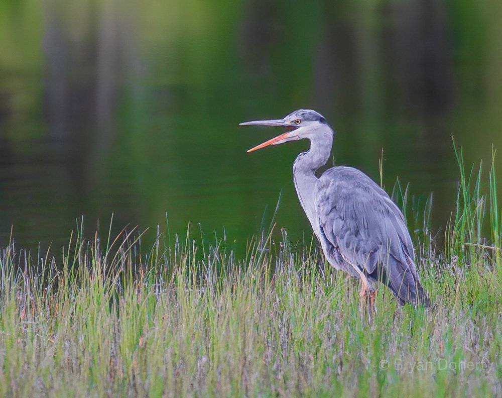 Heron looking for supper